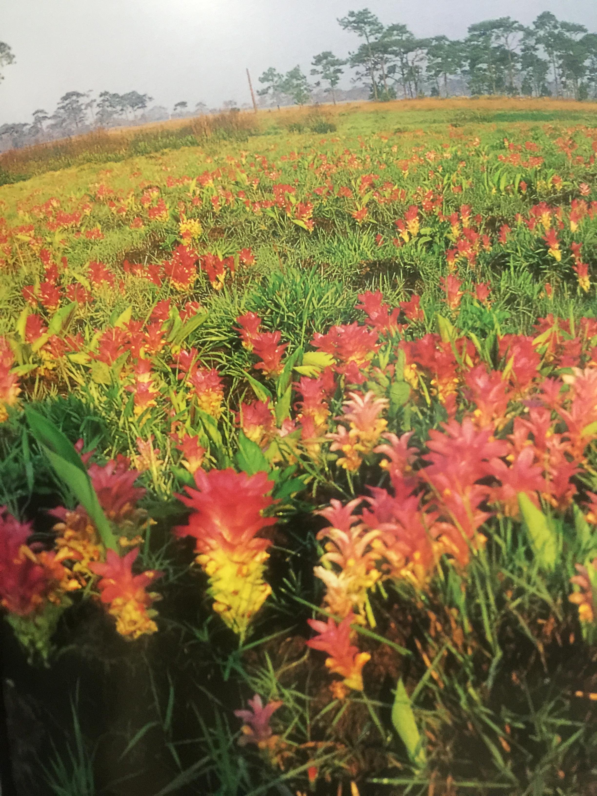 ภูกระดึง ตำนานแห่งภูภาคอีสาน จัดทำโดย การท่องเที่ยวแห่งประเทศไทย 0 กก.