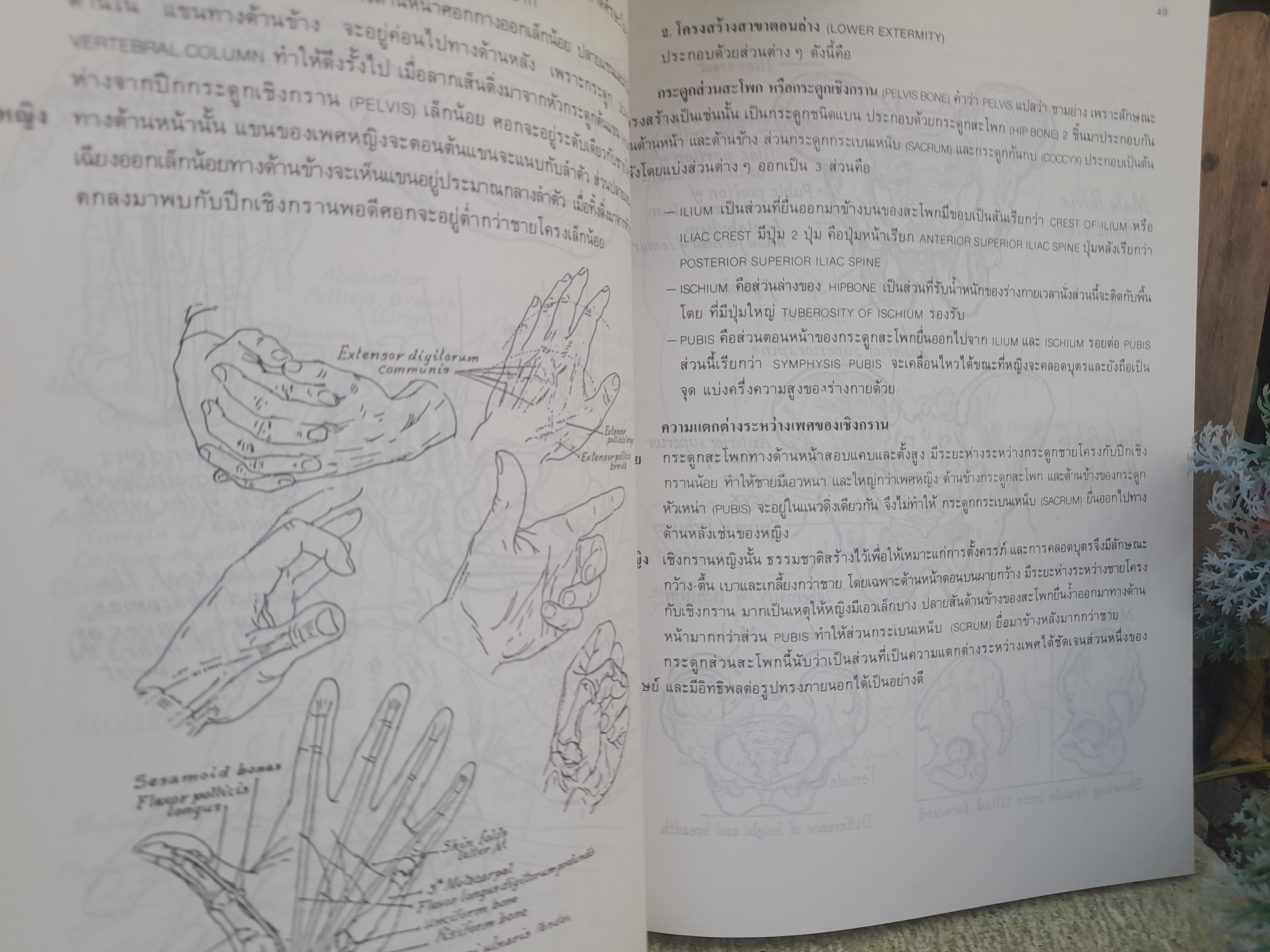 กายวิภาค ฉบับนักศึกษาศิลปะ โดย : บุญเลิศ บุตรขาว