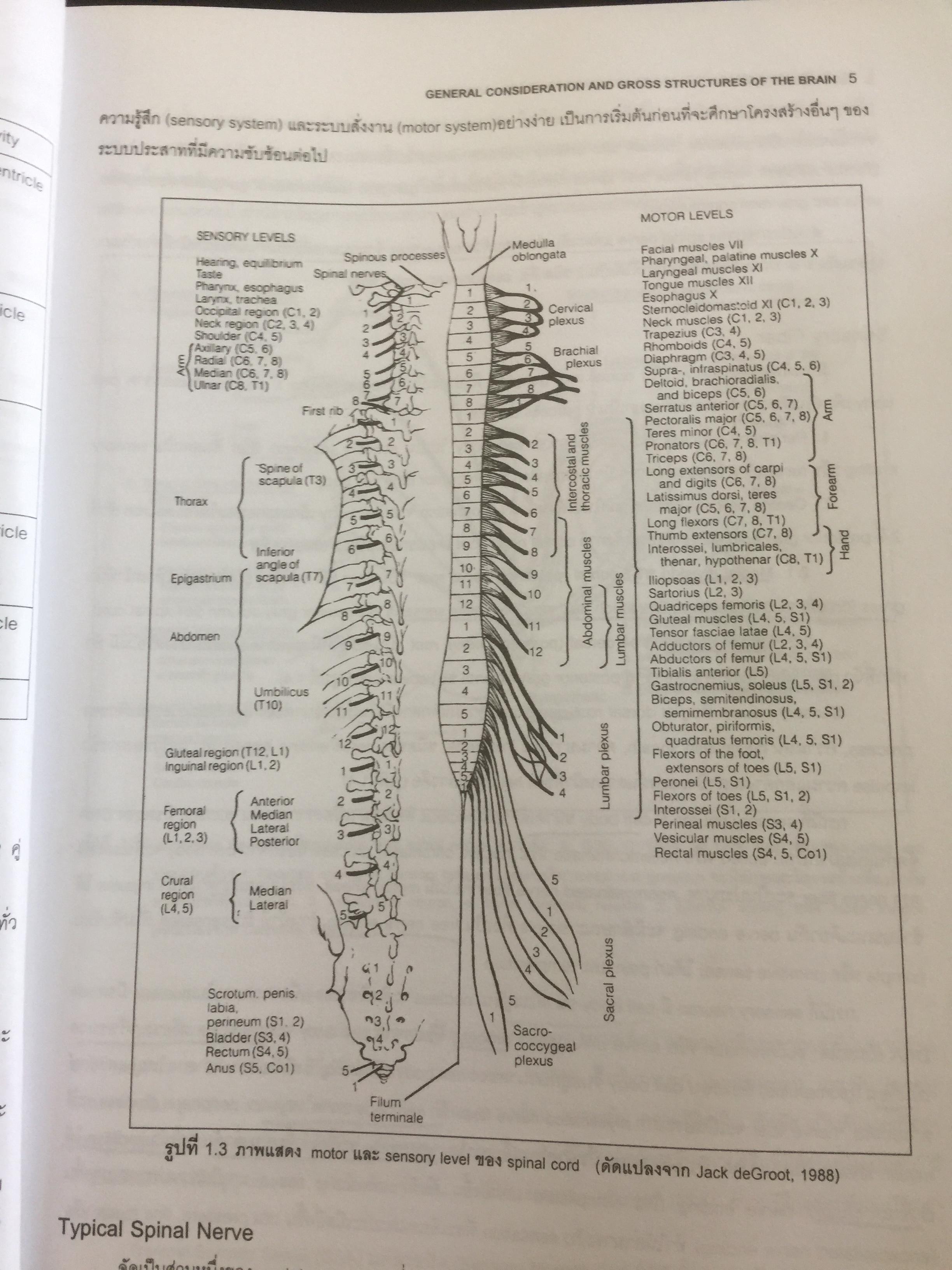 ตำราประสาทกายวิภาคศาสตร์ บรรณาธิการ เกรียงไกร อุรุโสภณ เรียบเรียงโดย คณาจารย์ภาควิชากายวิภาคศาสตร์ คณะแพทย์ศาสตร์ศิริราชพยาบาล 0 กก.
