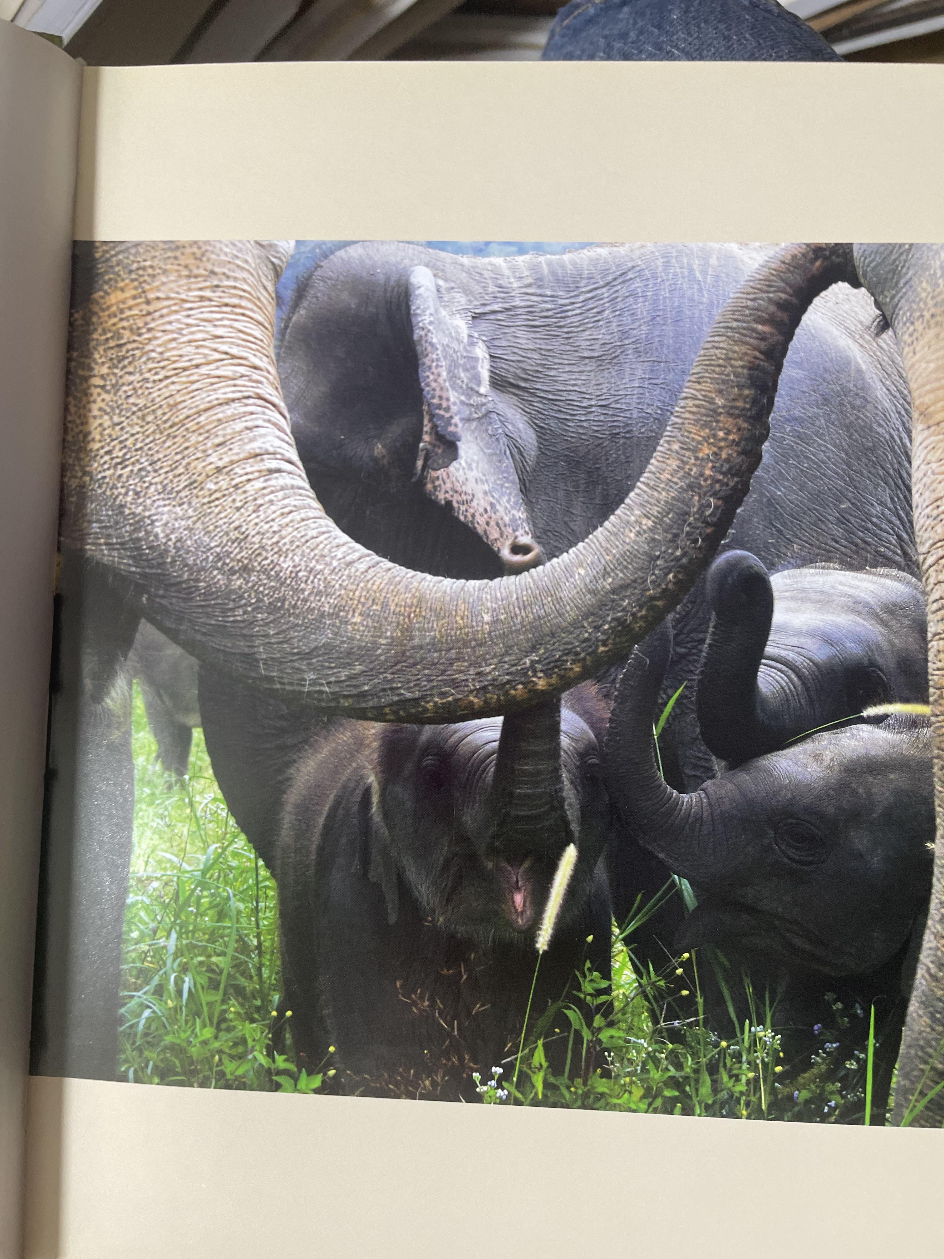 Elephants Living in Sanctuary 3 กก.