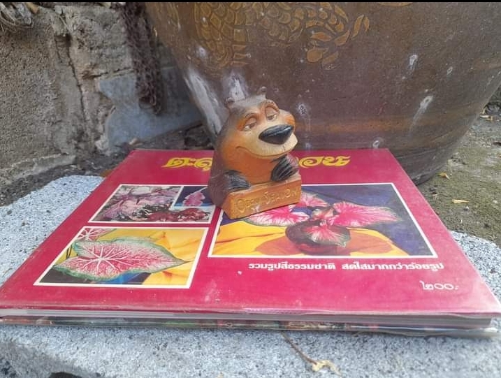 ตะลุยดงบอน รวมรูปสีธรรมชาติกว่าร้อยรูป