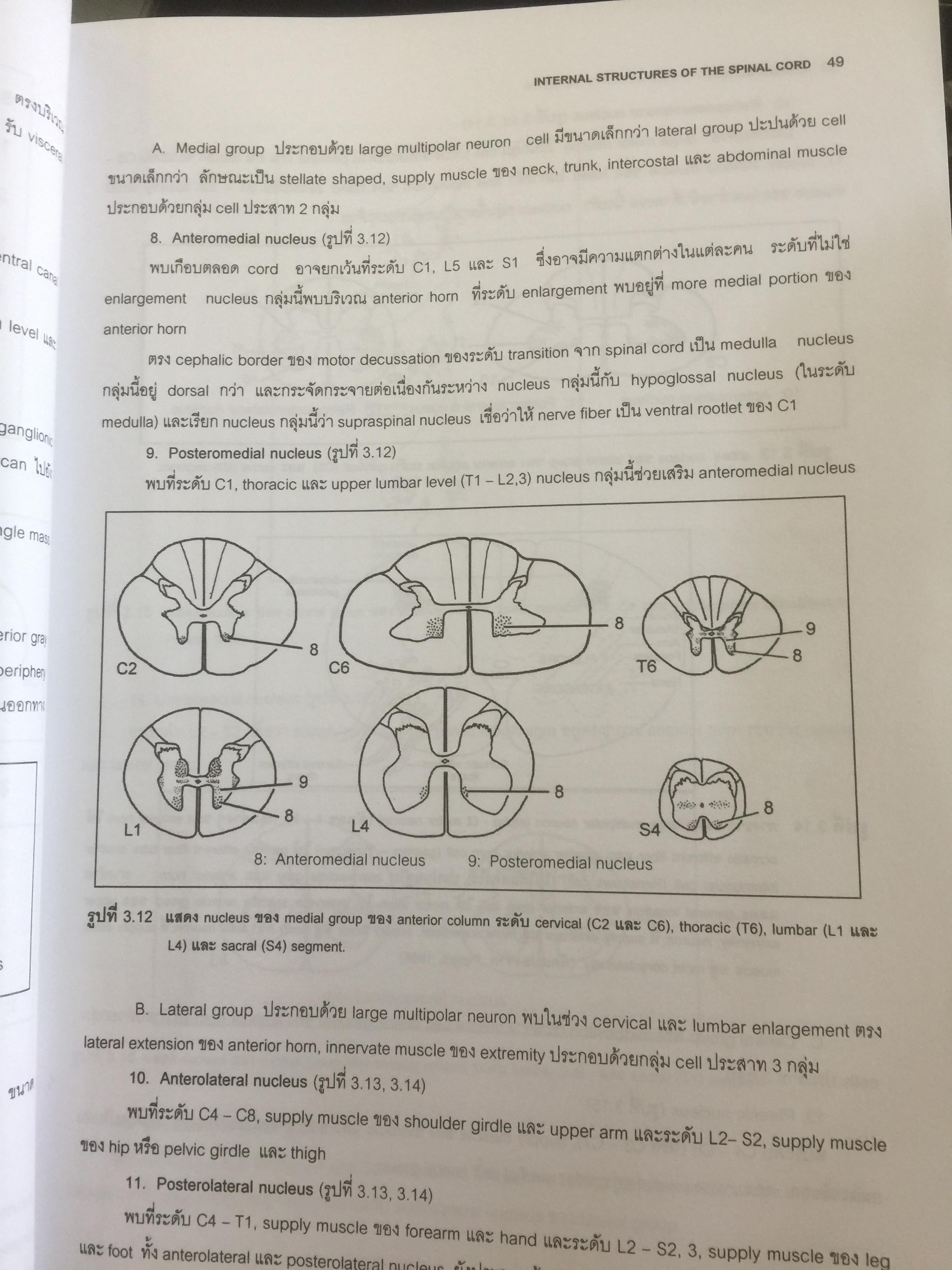 ตำราประสาทกายวิภาคศาสตร์ บรรณาธิการ เกรียงไกร อุรุโสภณ เรียบเรียงโดย คณาจารย์ภาควิชากายวิภาคศาสตร์ คณะแพทย์ศาสตร์ศิริราชพยาบาล 0 กก.