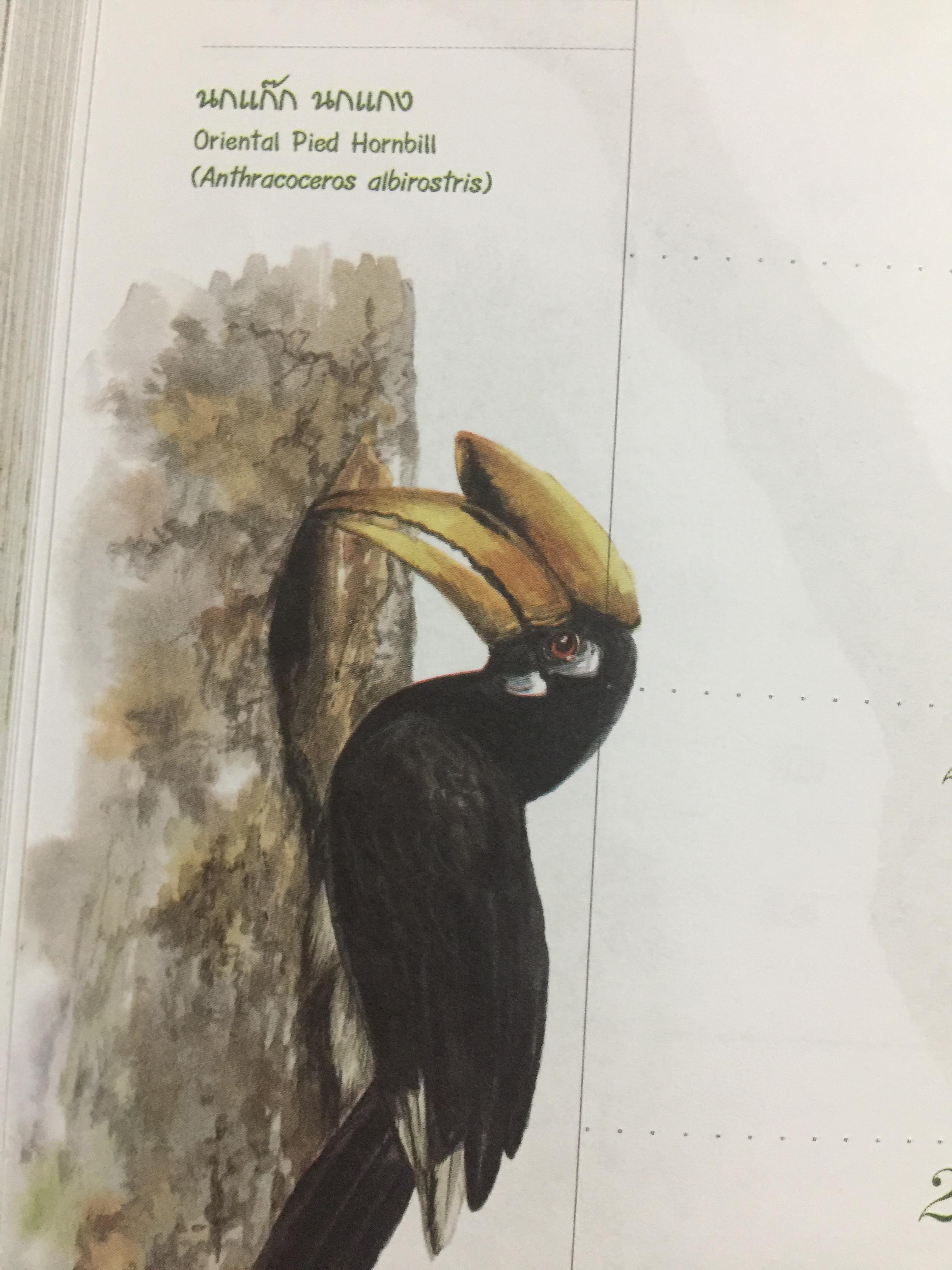 นกเงือกไทย. จากบันทึก 2546 ขององค์การค้าของคุรุสภา 1 กก.