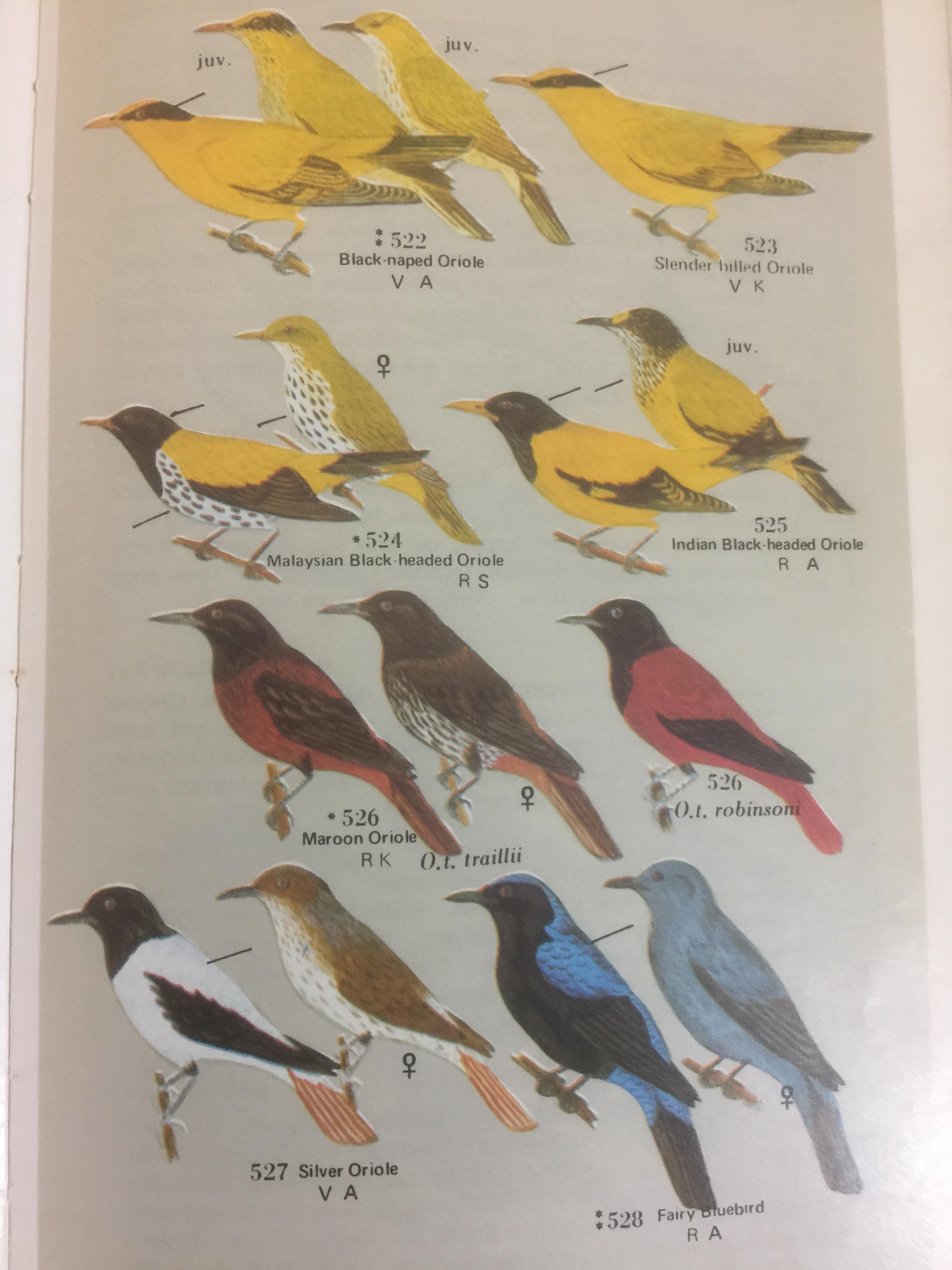 BIRDS GUIDE OF THAILAND ผู้เขียน บุญส่ง เลขกุล กับ🌶Edward W.Cronin Jr 0 กก.