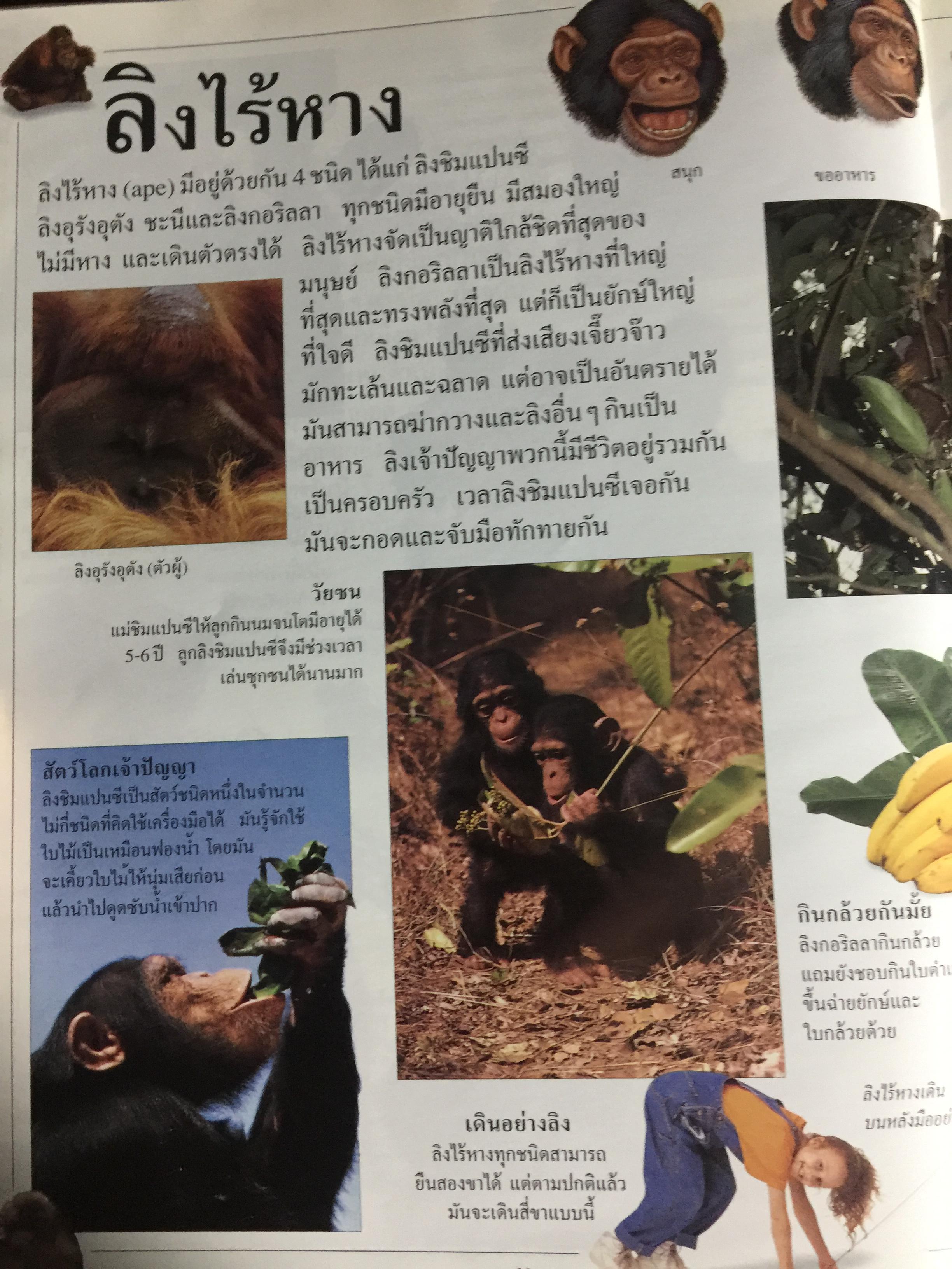 สัตว์เลี้ยงลูกด้วยนม. หนังสือเด็กรักลูก ห้องสมุดแสนสนุก ค้นพบโลกแห่งความมหัศจรรย์ด้วยภาพตื่นตาเร้าใจพร้อมเรื่องน่ารู้ชวนติดตาม 0 กก.
