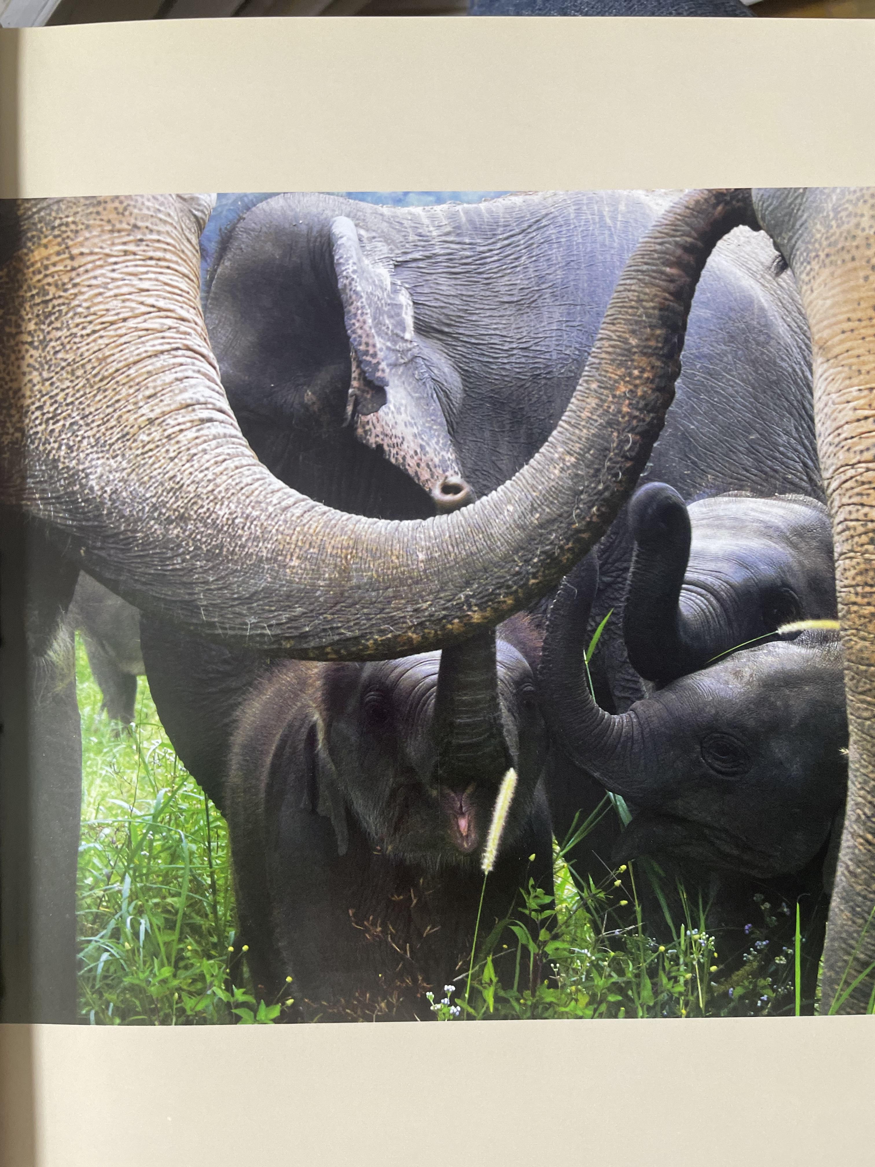 Elephants Living in Sanctuary 3 กก.