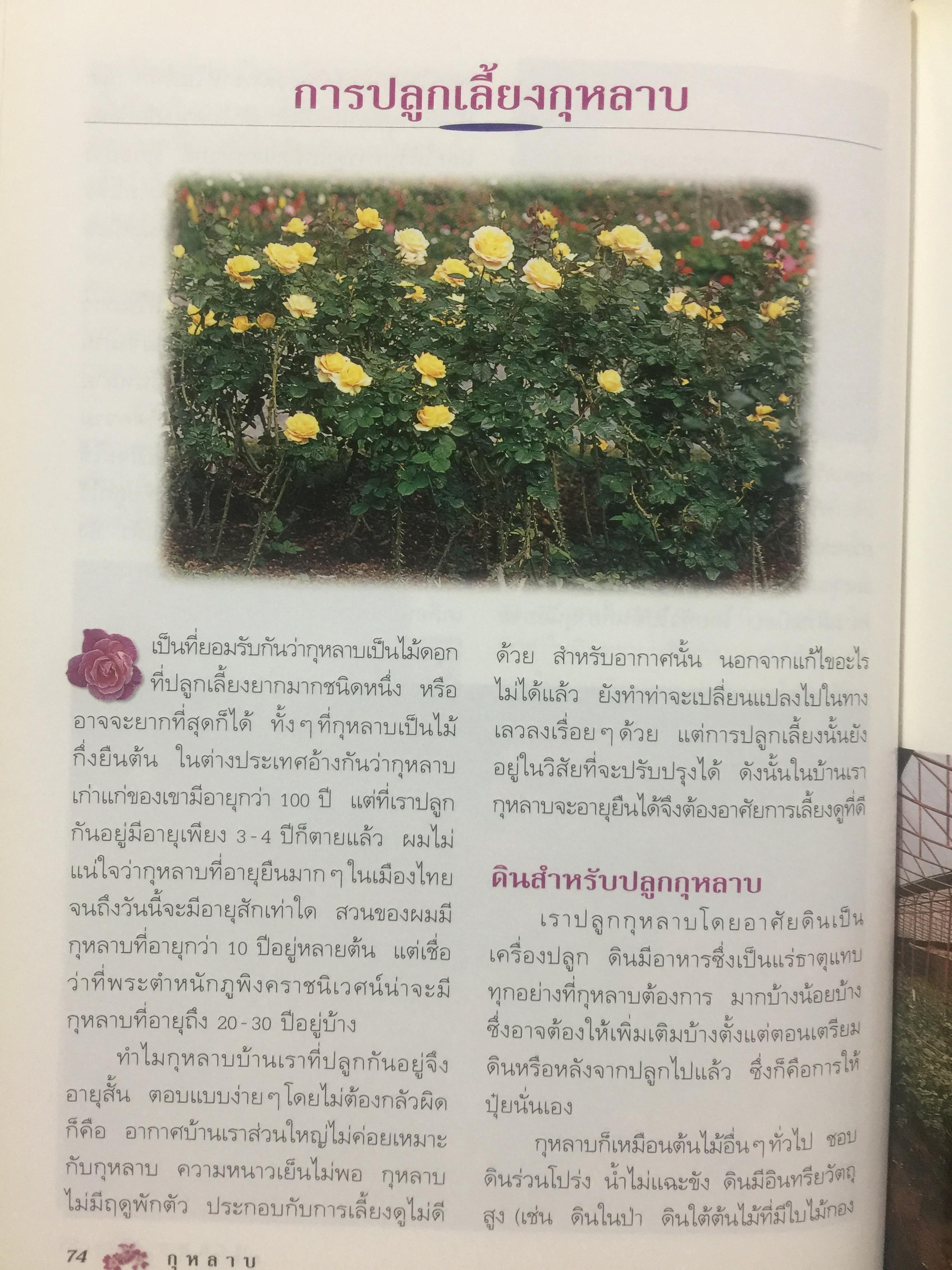 กุหลาบ. ผู้เขียน พจนา นาควัชระ 3 กก.