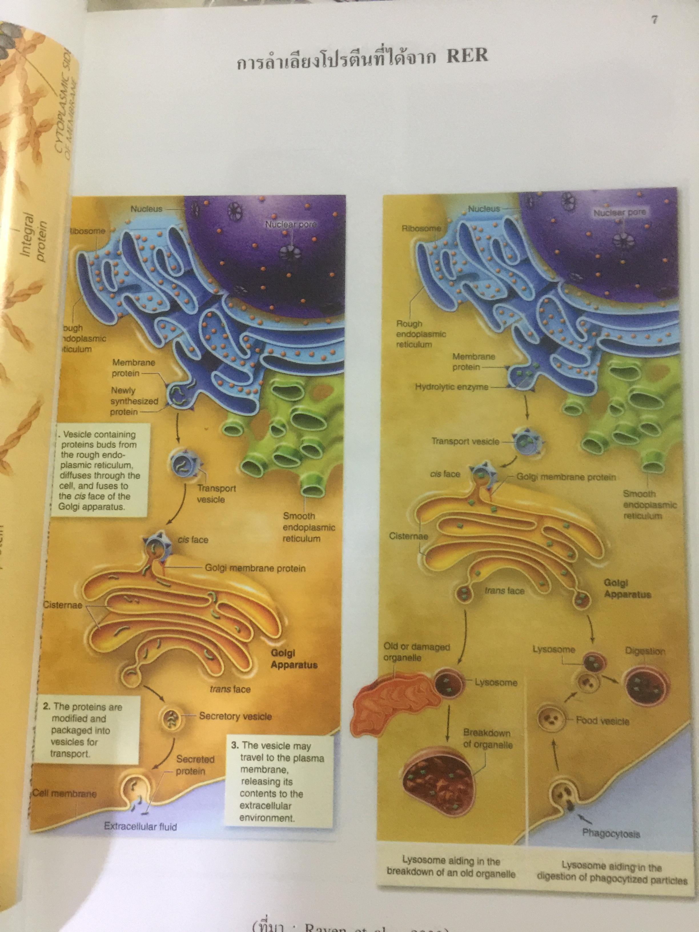 BIOLOGY ผู้เขียน อาจารย์ เอกฤทธิ์ วีระพันธุ์ 0 กก.