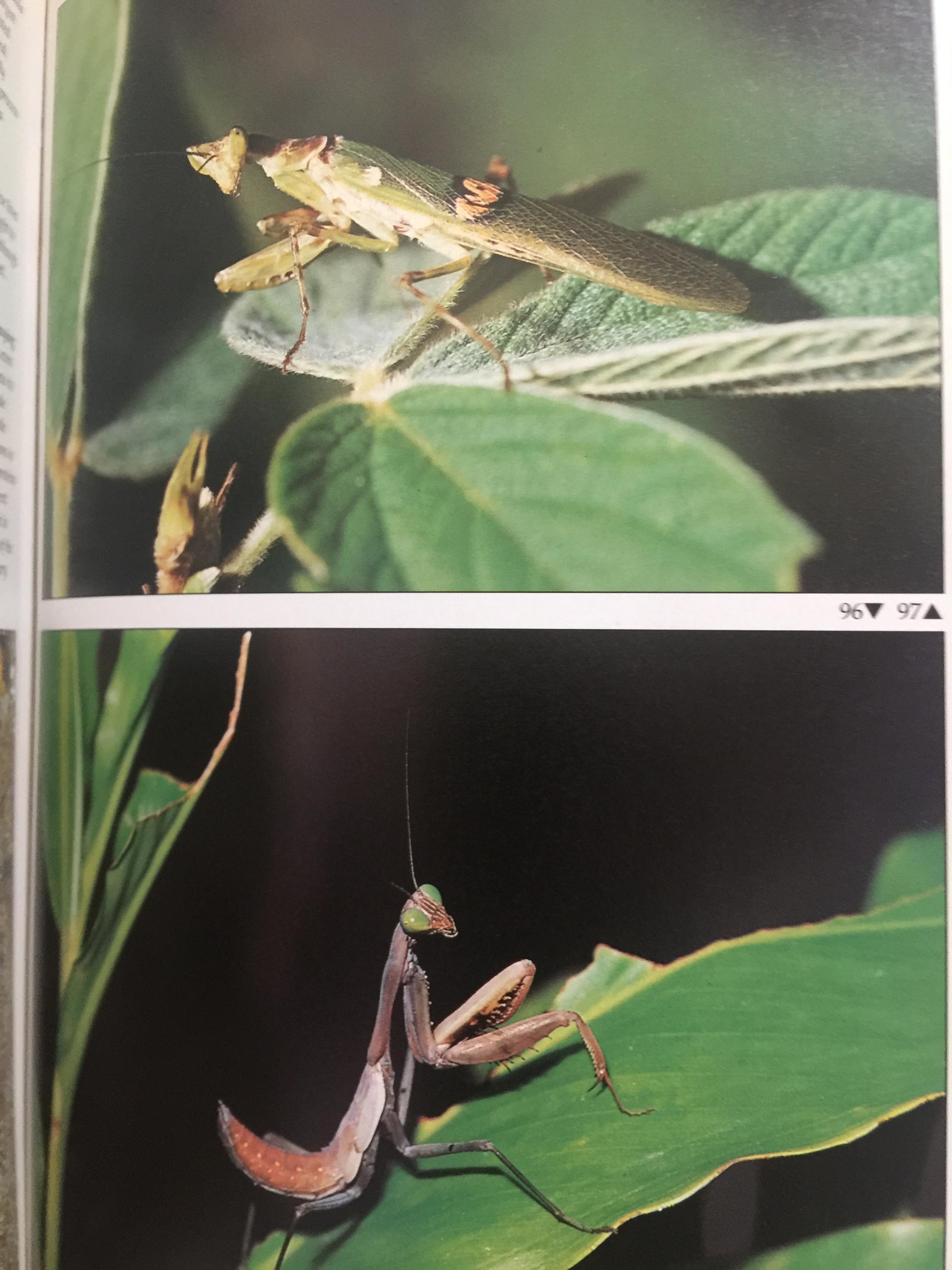FASCINATING INSECTS of SOUTHEAST ASIA. ผู้เขียน. L.E.O. BRAACK 0 กก.