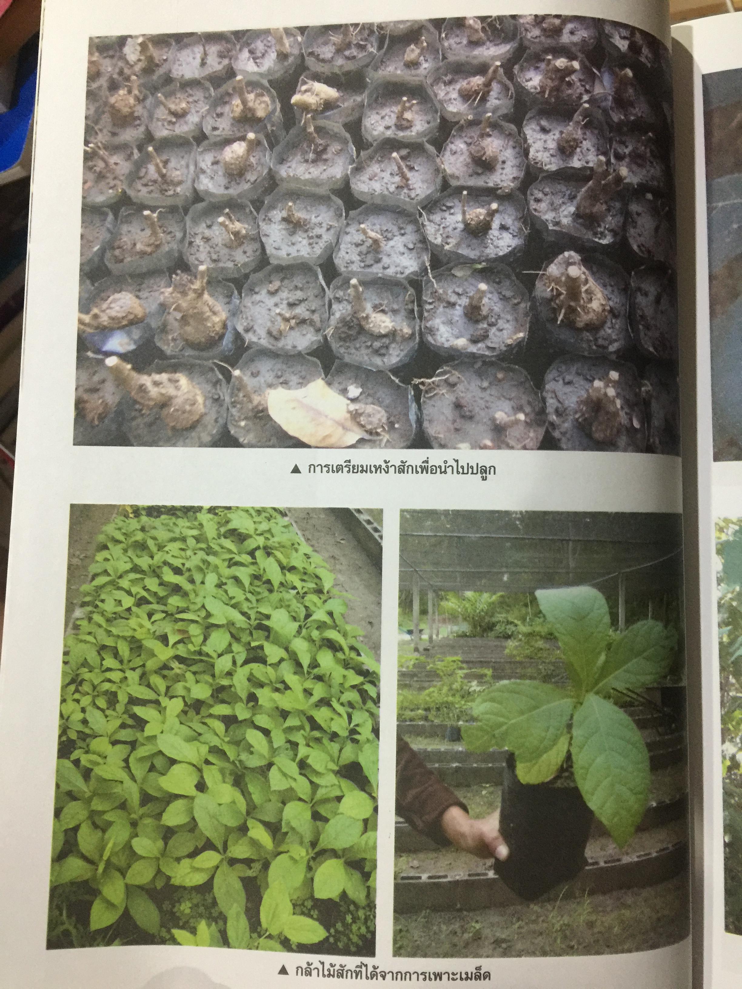 ไม้สักทอง ไม้เศรษฐกิจของชาติ การปลูกและดูแลรักษาสวนป่าไม้สักทอง เรียบเรียงโดย ปรัชญา รัศมี ธรรมวงศ์ 600 กรัม