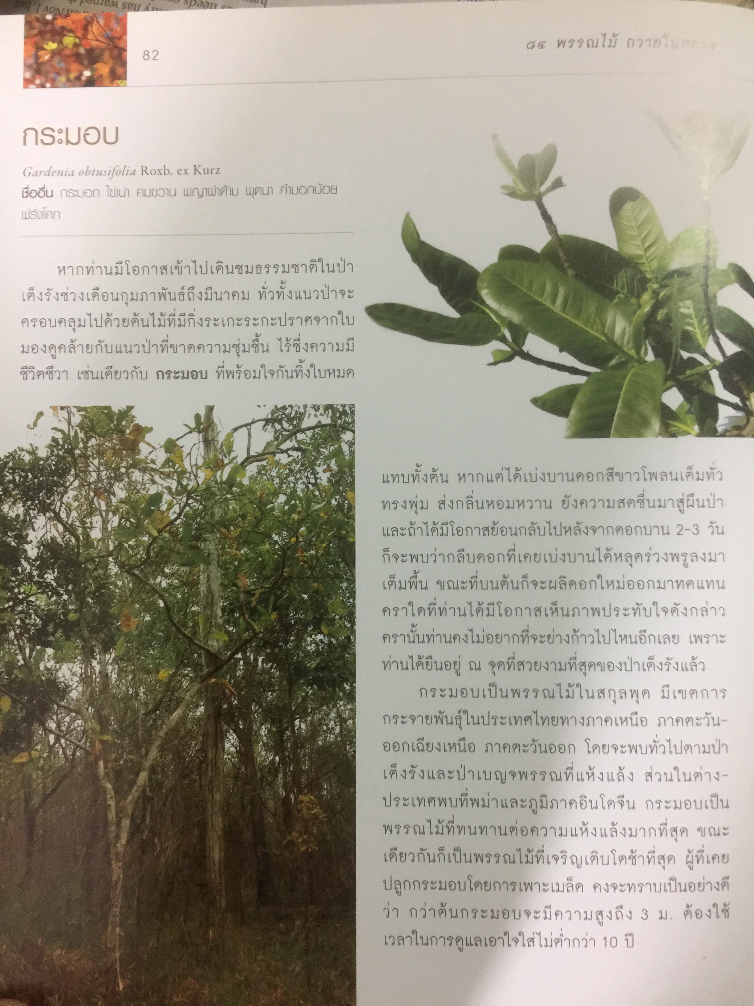 84 พรรณไม้ถวายในหลวง โครงการปลูกป่าถาวรเฉลิมพระเกียรติ จัดทำโดย บริษัท กสท โทรคมนาคม จำกัด (มหาชน) 0 กก.