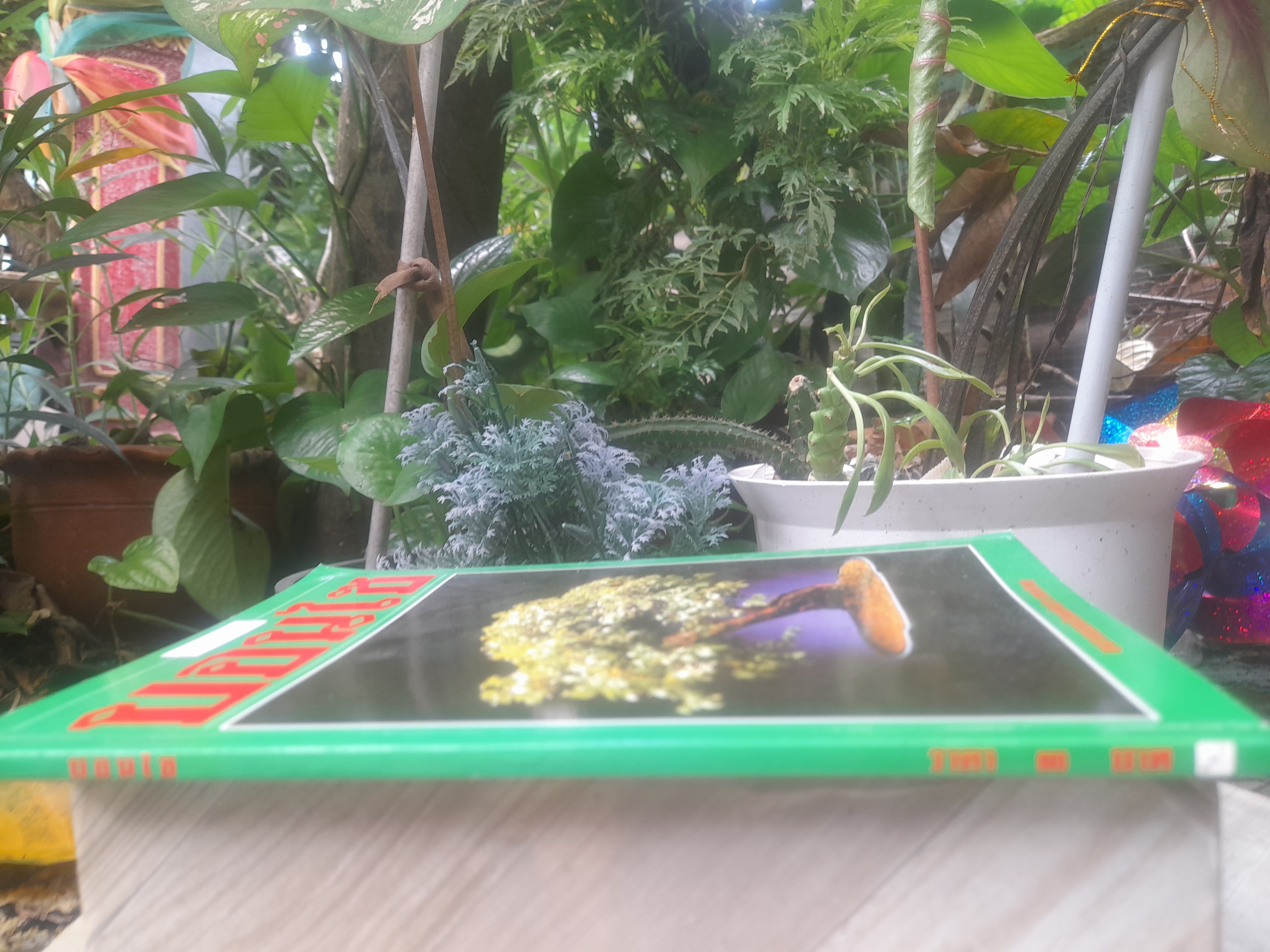 คู่มือการปลูกเลี้ยงบอนไซ โดย สมาน ศรีปราโมช ครบทุกเรื่องเกี่ยวกับบอนไซ