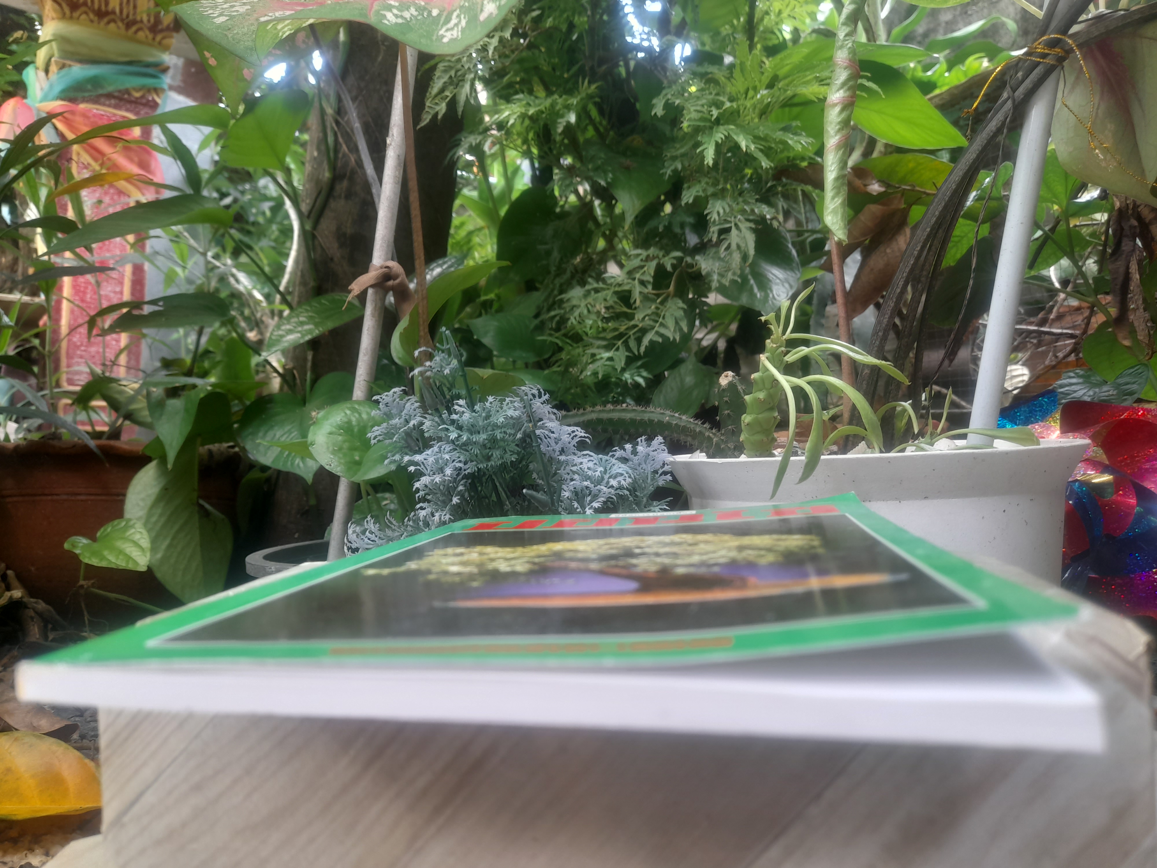 คู่มือการปลูกเลี้ยงบอนไซ โดย สมาน ศรีปราโมช ครบทุกเรื่องเกี่ยวกับบอนไซ