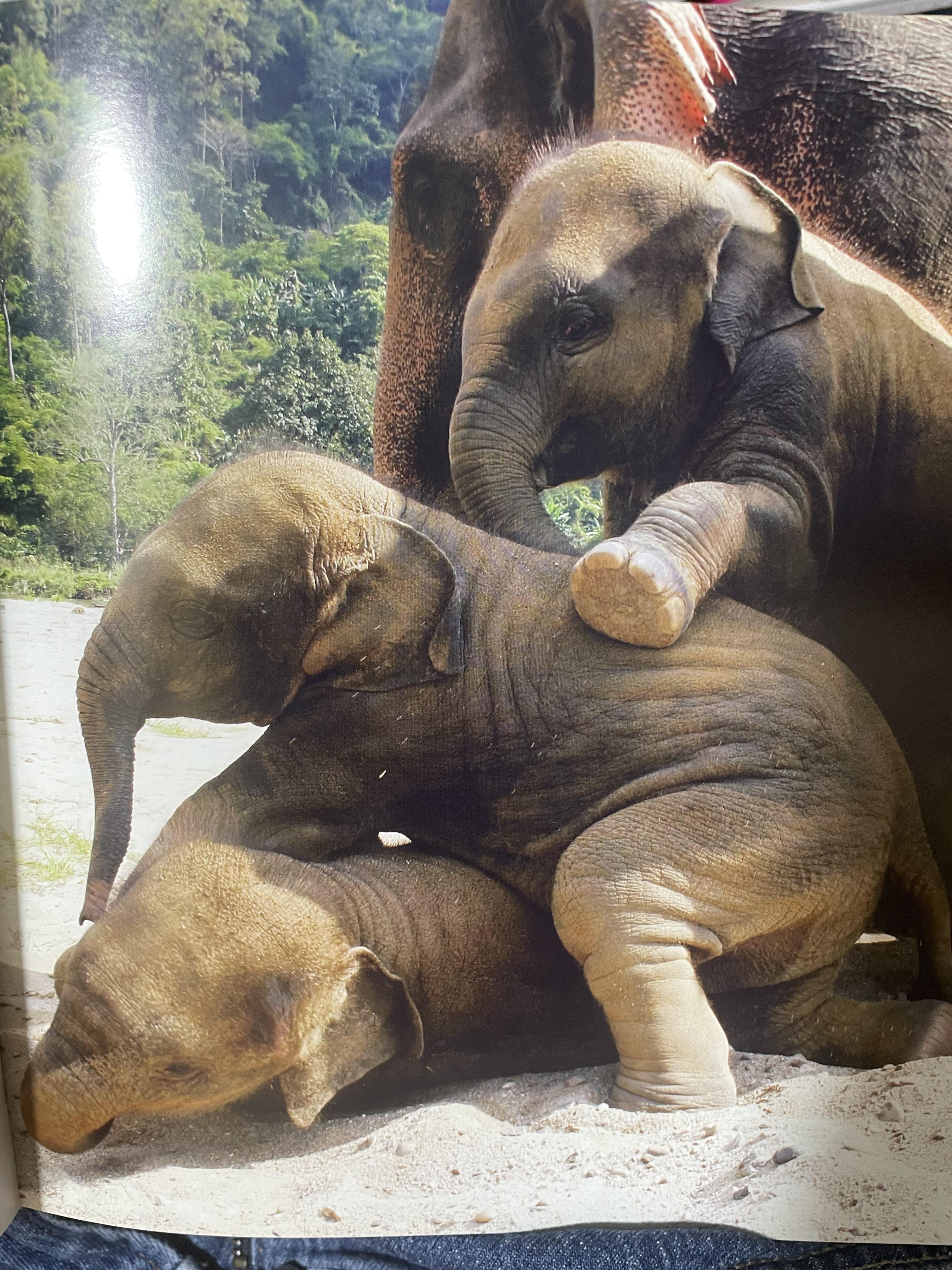 Elephants Living in Sanctuary 3 กก.