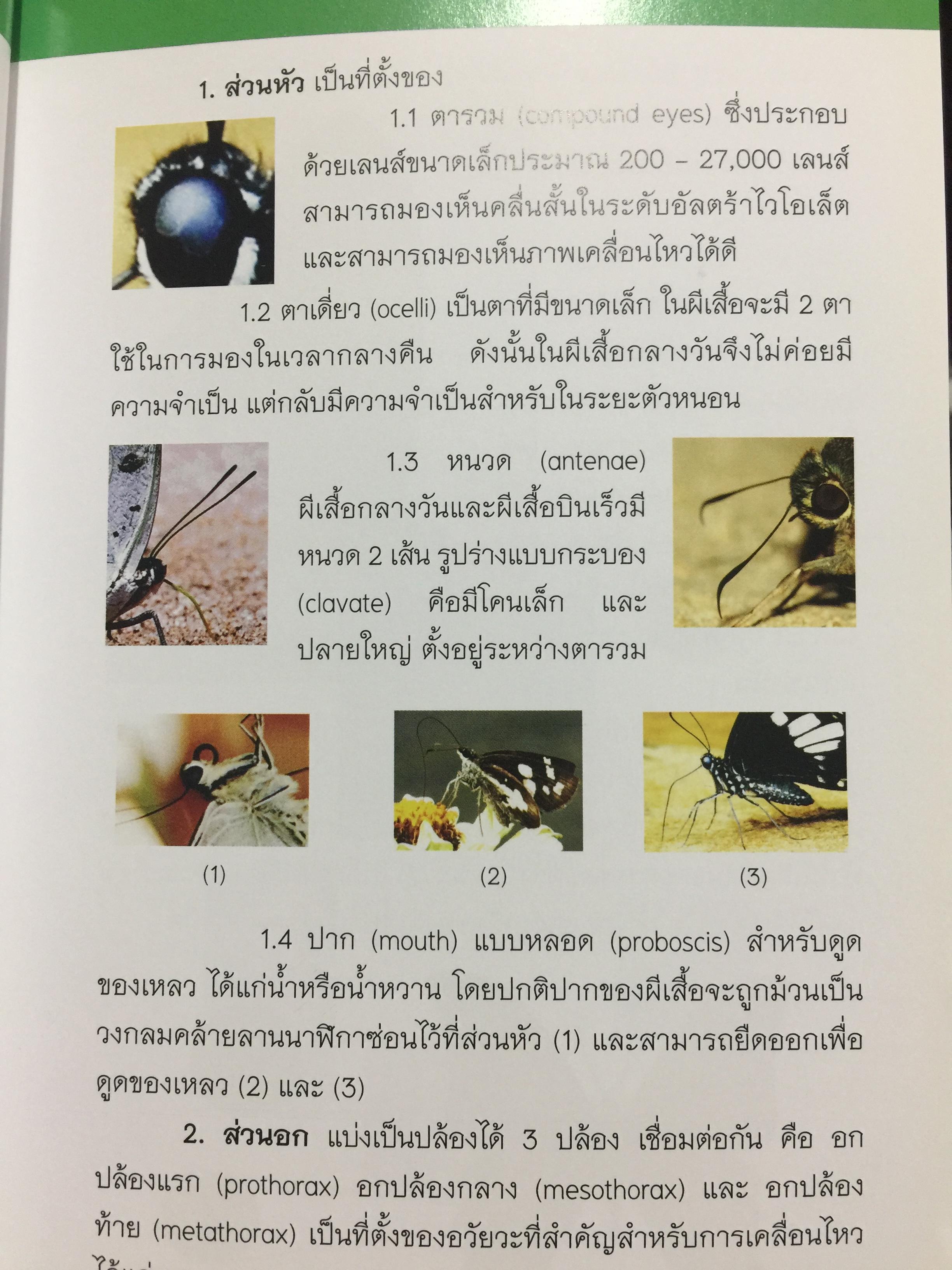 บันทึกผีเสื้อ 2. BUTTERFLIES AND SKIPPERS จัดทำโดย สำนักวิจัยการอนุรักษ์ป่าไม้และพันธุ์พืช กรมอุทยานแห่งชาติ สัตว์ป่าและพันธุ์พืช 0 กก.