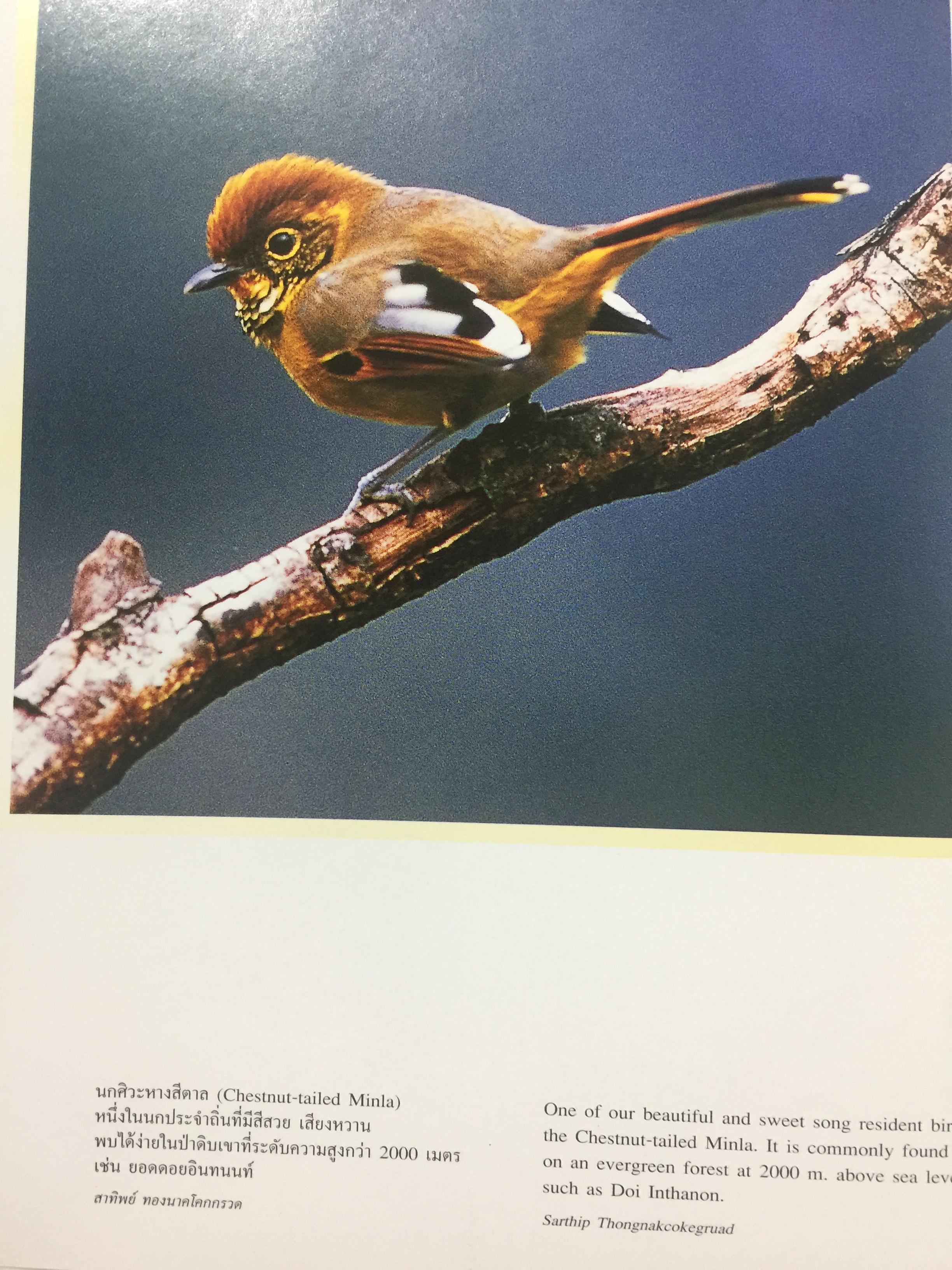 wings of the wild. บันทึกธรรมชาติ ด้วยปีกแห่งพงไพร. บรรณาธิการ ดวงดาว สุวรรณรังษี 0 กก.