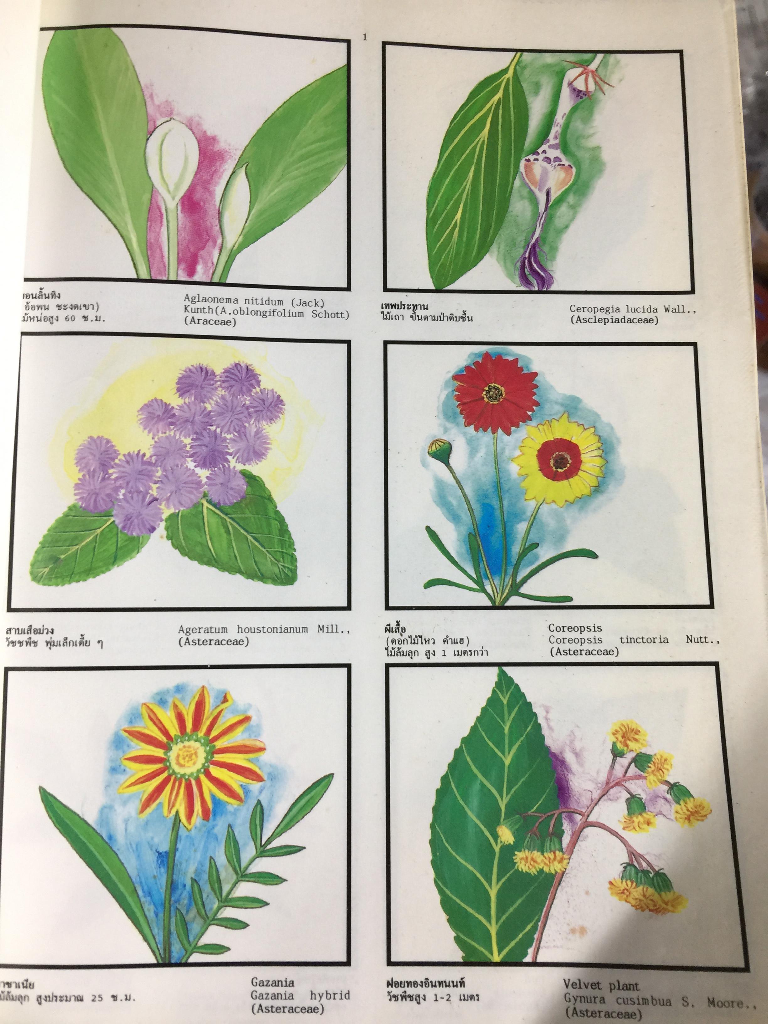 พจนานุกรม ไม้ดอกไม้ประดับ ในเมืองไทย ผู้เขียน ดร.วิทย์ เที่ยงบูรณธรรม 2 กก.