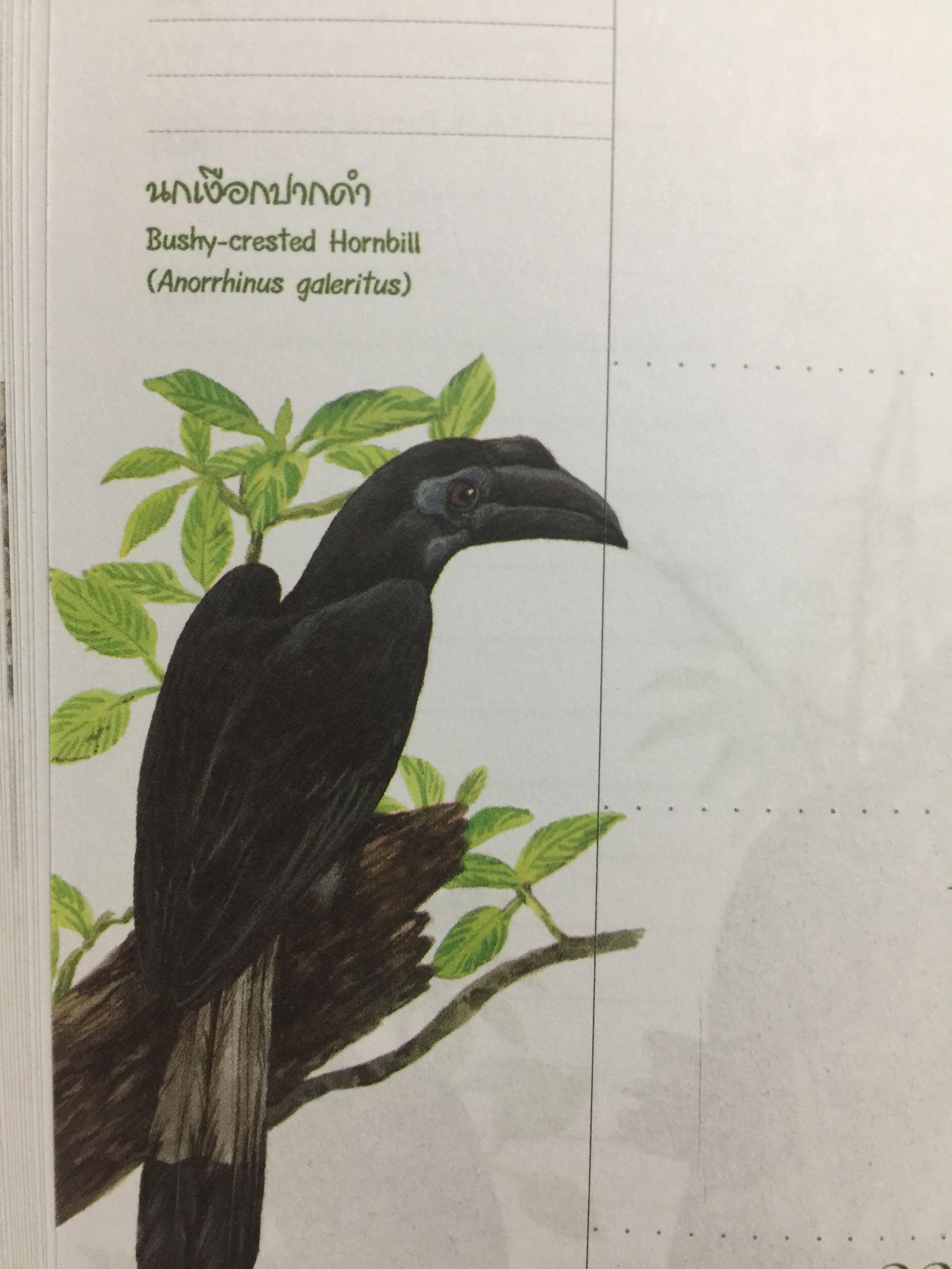 นกเงือกไทย. จากบันทึก 2546 ขององค์การค้าของคุรุสภา 1 กก.