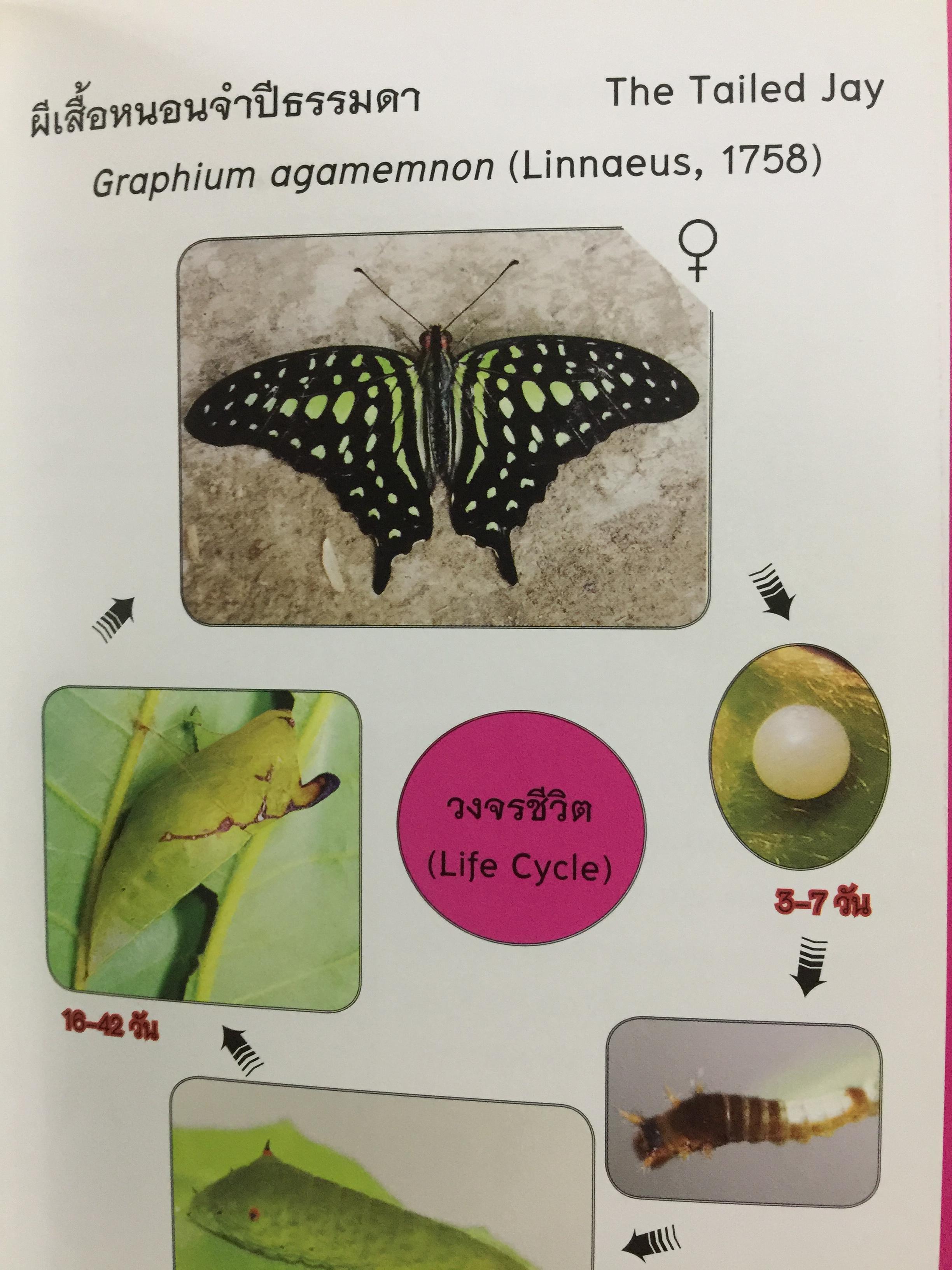 คู่มือการเพาะเลี้ยงผีเสื้อ. จัดทำโดย สำนักวิจัยการอนุรักษ์ป่าไม้และพันธุ์พืช กรมอุทยานแห่งชาติ สัตว์ป่า และพันธุ์พืช 0 กก.