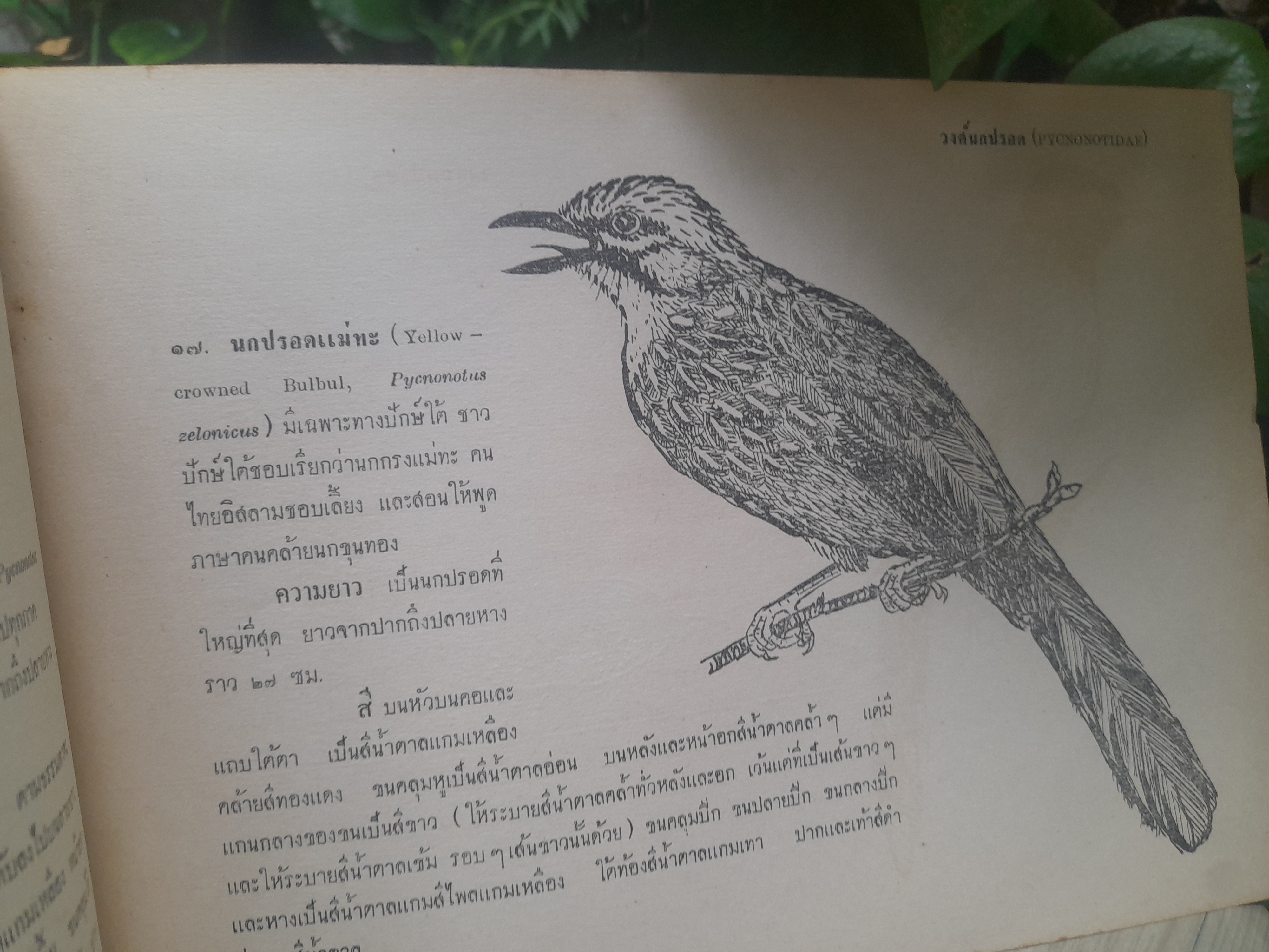 หนังสือภาพนก ของหมอบุญส่ง นกในตระกูลกาและปรอด หนังสือหายาก มีค่าน่าสะสม