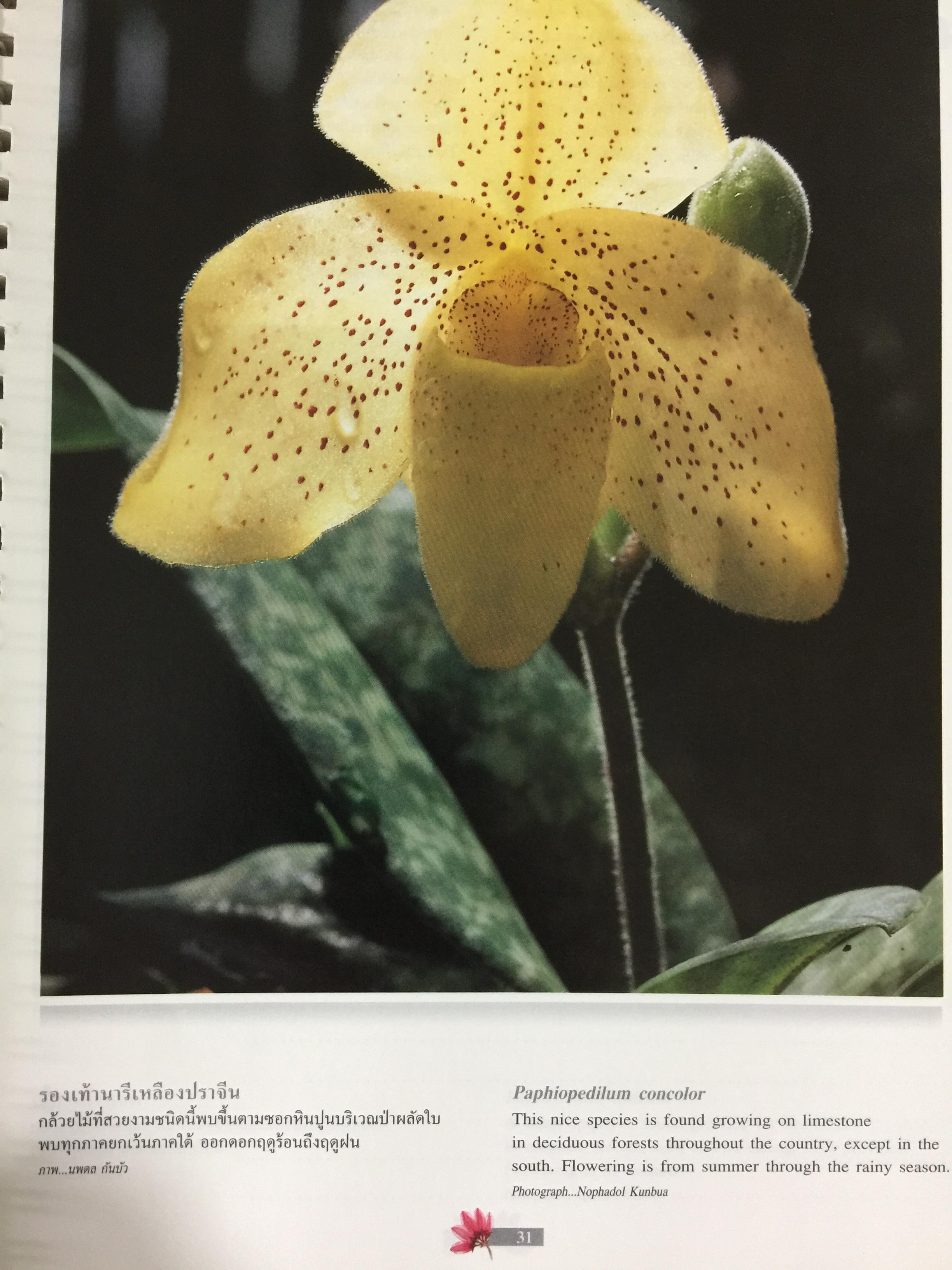 Wild Orchids of Thailand 0 กก.