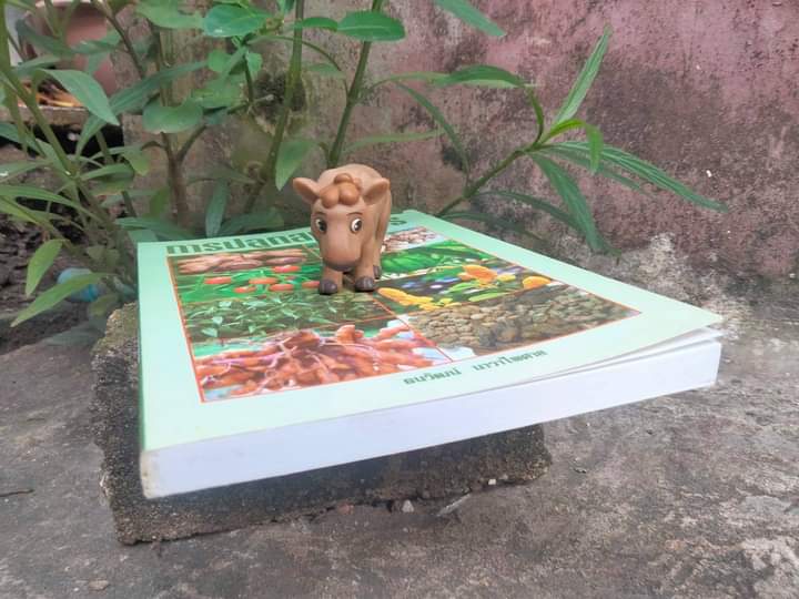 การปลูกสมุนไพร หนังสือสอนปลูกสมุนไพรแบบสมบูรณ์