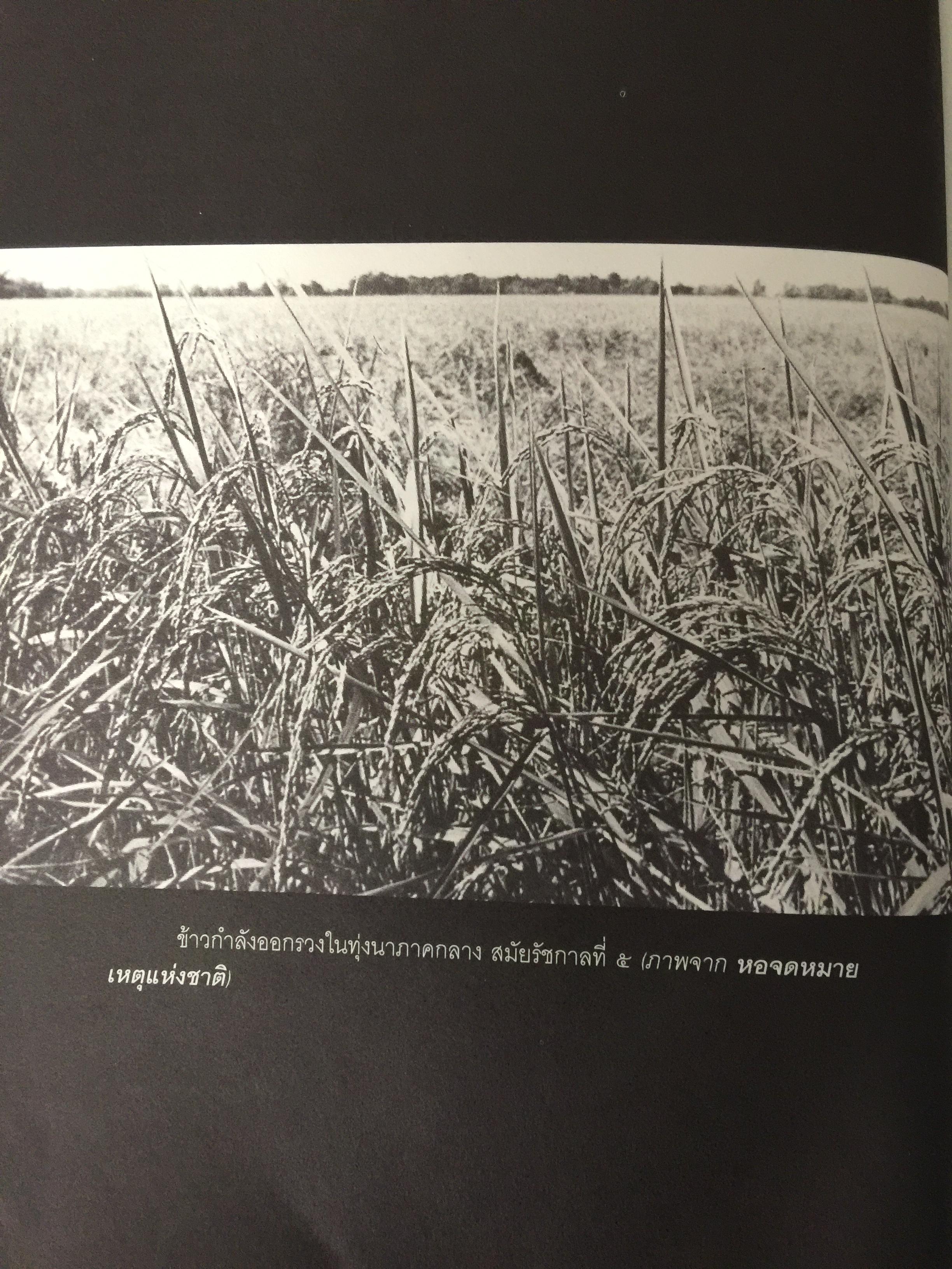 ประวัติศาสตร์เทคโนโลยีการเกษตร. หนังสือชุด ศิลปวัฒนธรรมฉบับพิเศษ ผู้เขียน สุวิทย์ ธีรศาศวัต_ วิวัฒนาการและผลกระทบของเทคโนโลยีการเกษตร จากสมัยสุโขทัย ถึงสมัย รัชกาลที่ 5. 0 กก.