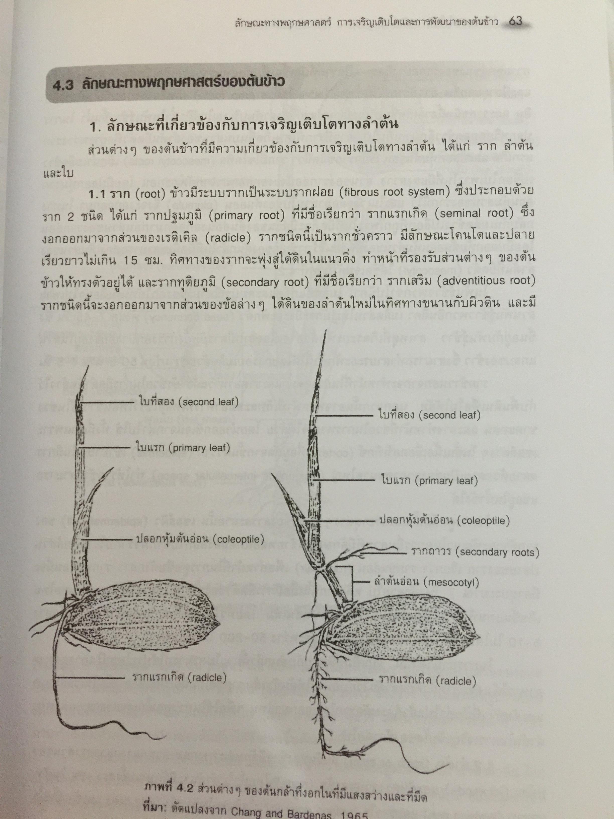 ข้าวและเทคโนโลยีการผลิต. ผู้เขียน รองศาสตราจารย์ ดร.บุญหงษ์ จงคิด ภาควิชาเทคโนโลยีการเกษตร คณะวิทยาศาสตร์และเทคโนโลยี มหาวิทยาลัยธรรมศาสตร์ 800 กรัม