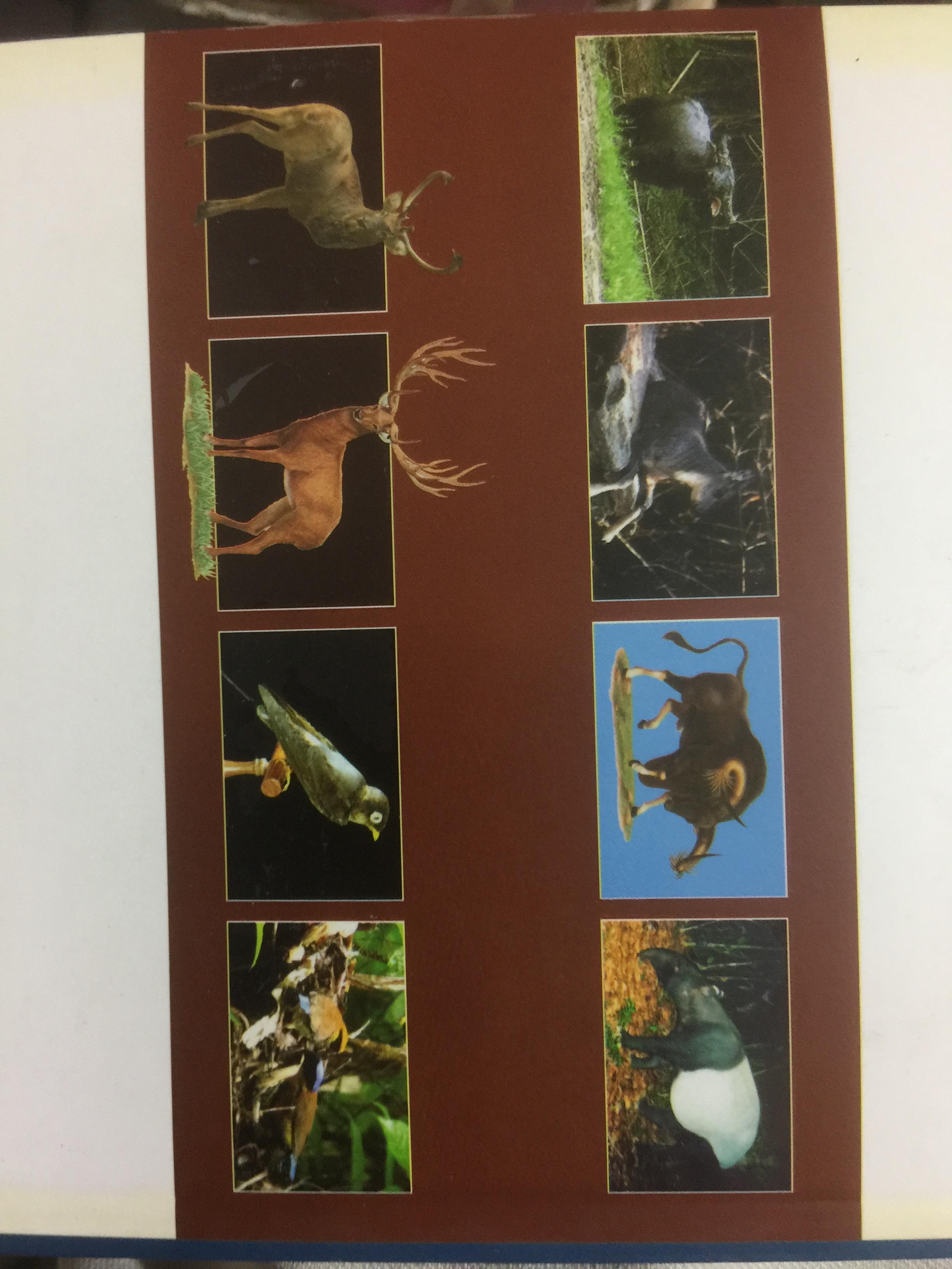 สัตว์ป่าสงวนในประเทศไทย Reserved Animals of Thailand 0 กก.