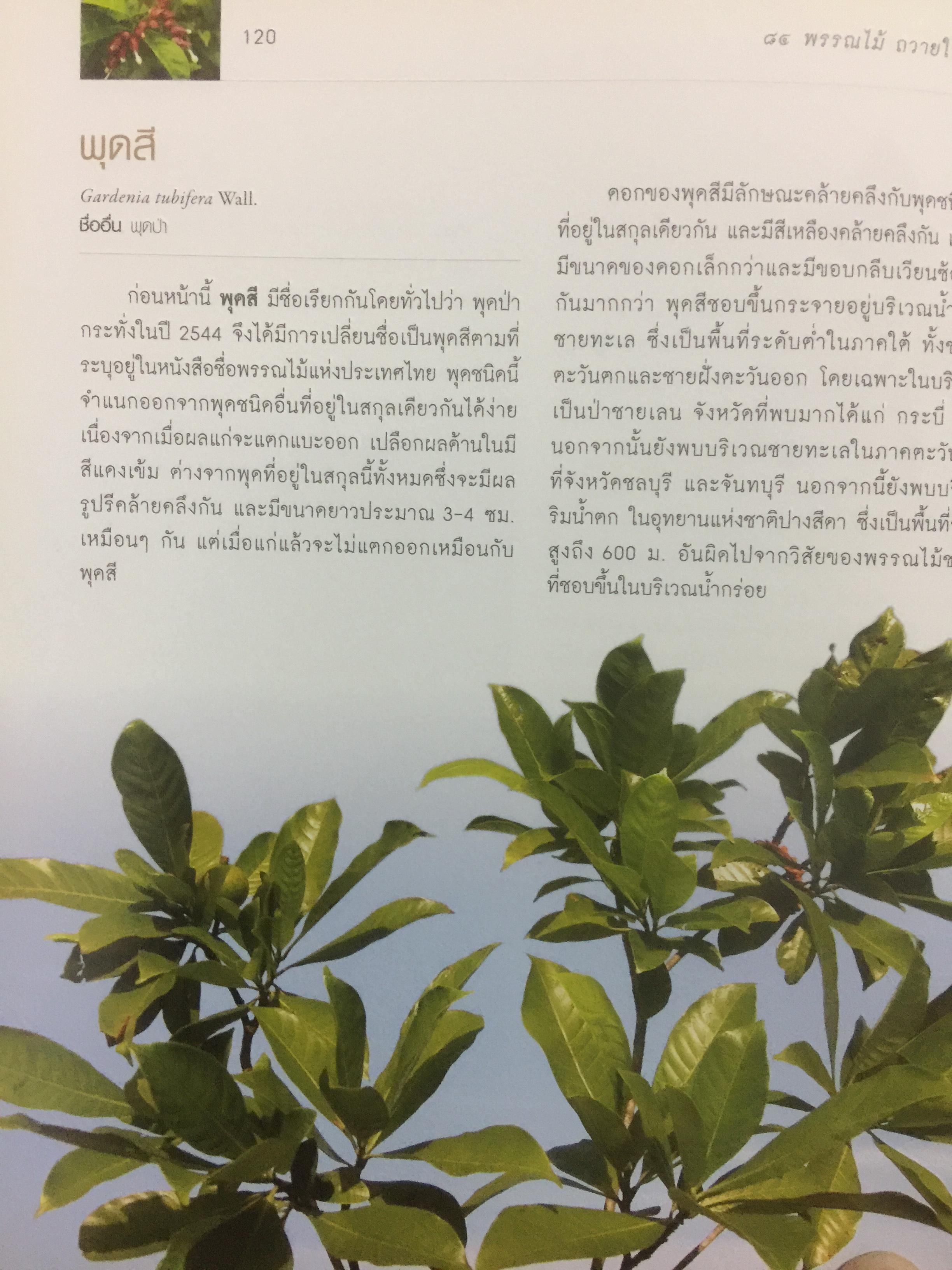 84 พรรณไม้ถวายในหลวง โครงการปลูกป่าถาวรเฉลิมพระเกียรติ จัดทำโดย บริษัท กสท โทรคมนาคม จำกัด (มหาชน) 0 กก.