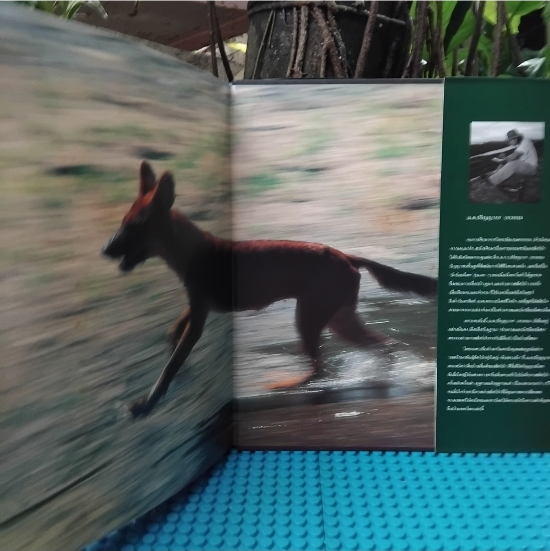 ชีพจรไพร SPIRIT OF THE JUNGLE โดย ม.ล.ปริญญากร วรวรรณ สารคดีภาพชีวิตสัตว์ป่า มือ1 ปกแข็งสภาพดี