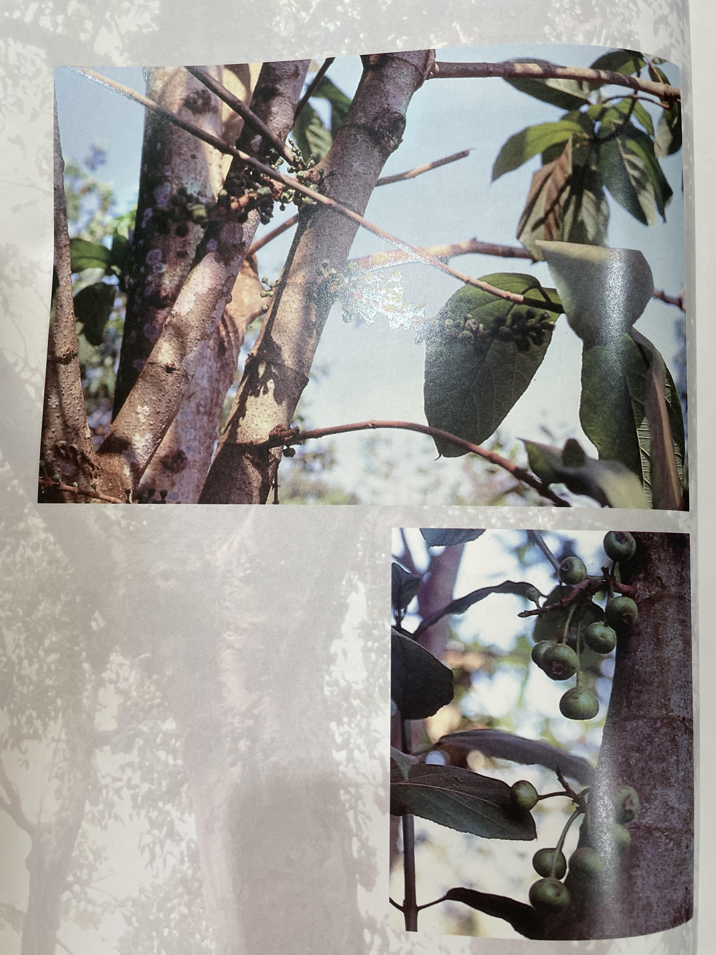 สมุนไพรกับวัฒนธรรมไทย ตอนที่ 1 ต้นไม้ตามทิศ จัดพิมพ์โดย สถาบันการแพทย์แผนไทย กรมการแพทย์ กระทรวงสาธารณสุข 0 กก.