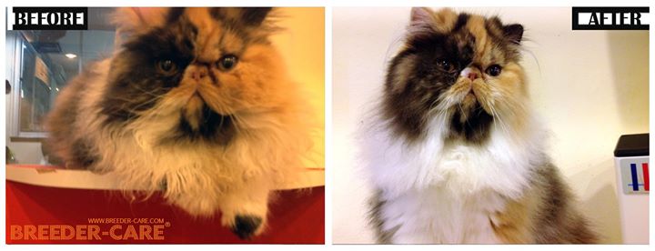 SHOW & TRAVEL KIT (SH+LH)