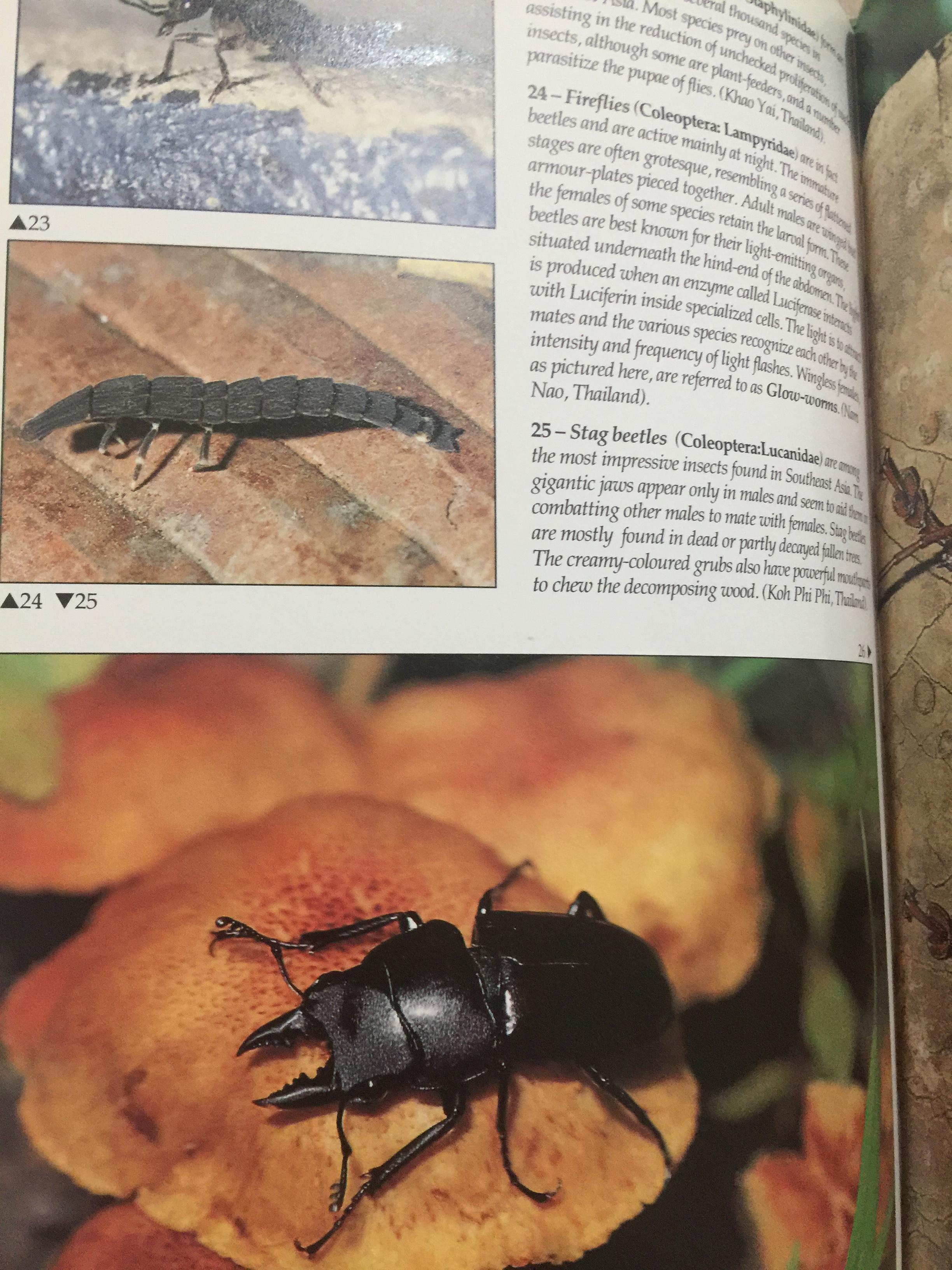 FASCINATING INSECTS of SOUTHEAST ASIA. ผู้เขียน. L.E.O. BRAACK 0 กก.