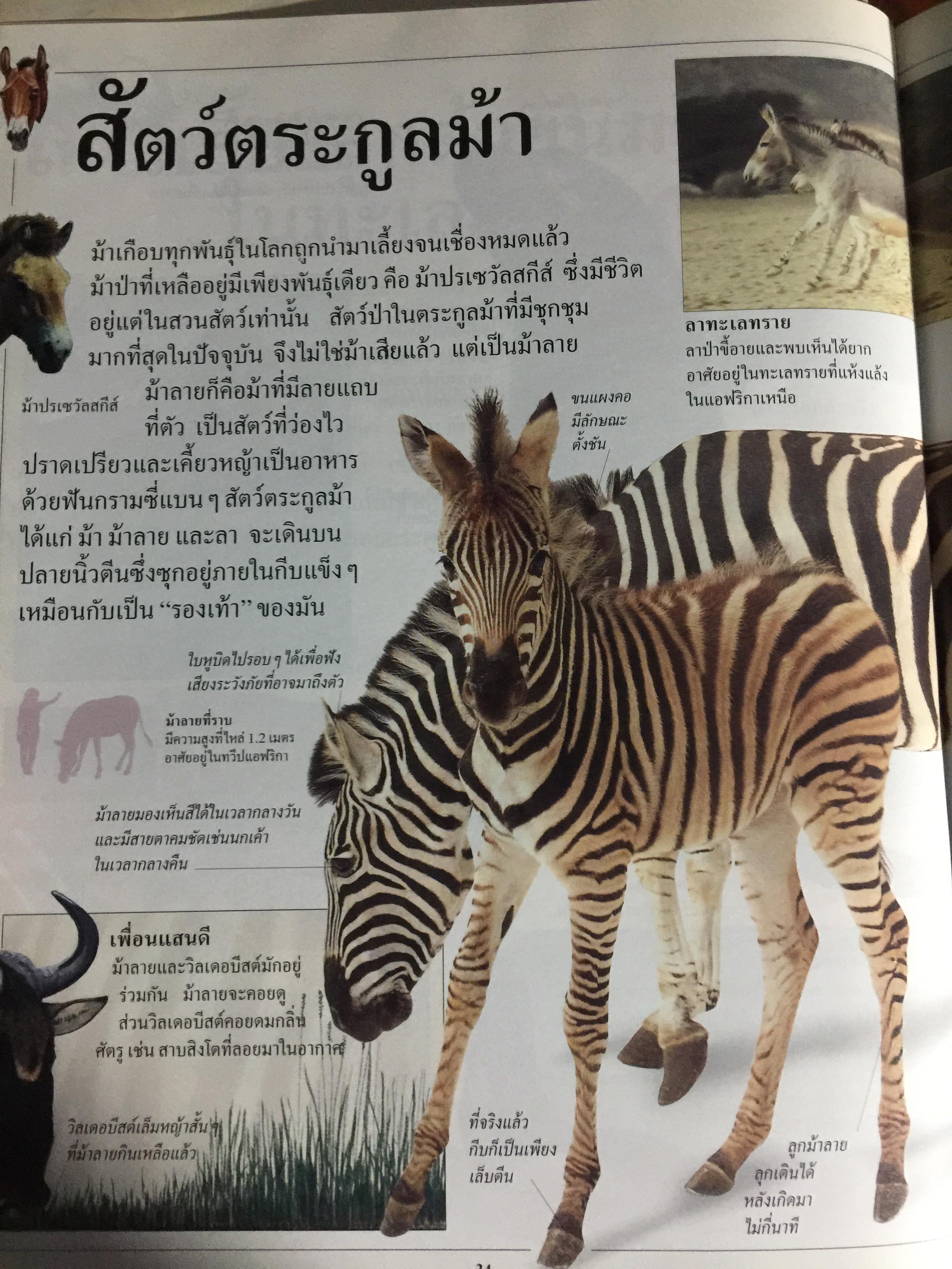 สัตว์เลี้ยงลูกด้วยนม. หนังสือเด็กรักลูก ห้องสมุดแสนสนุก ค้นพบโลกแห่งความมหัศจรรย์ด้วยภาพตื่นตาเร้าใจพร้อมเรื่องน่ารู้ชวนติดตาม 0 กก.