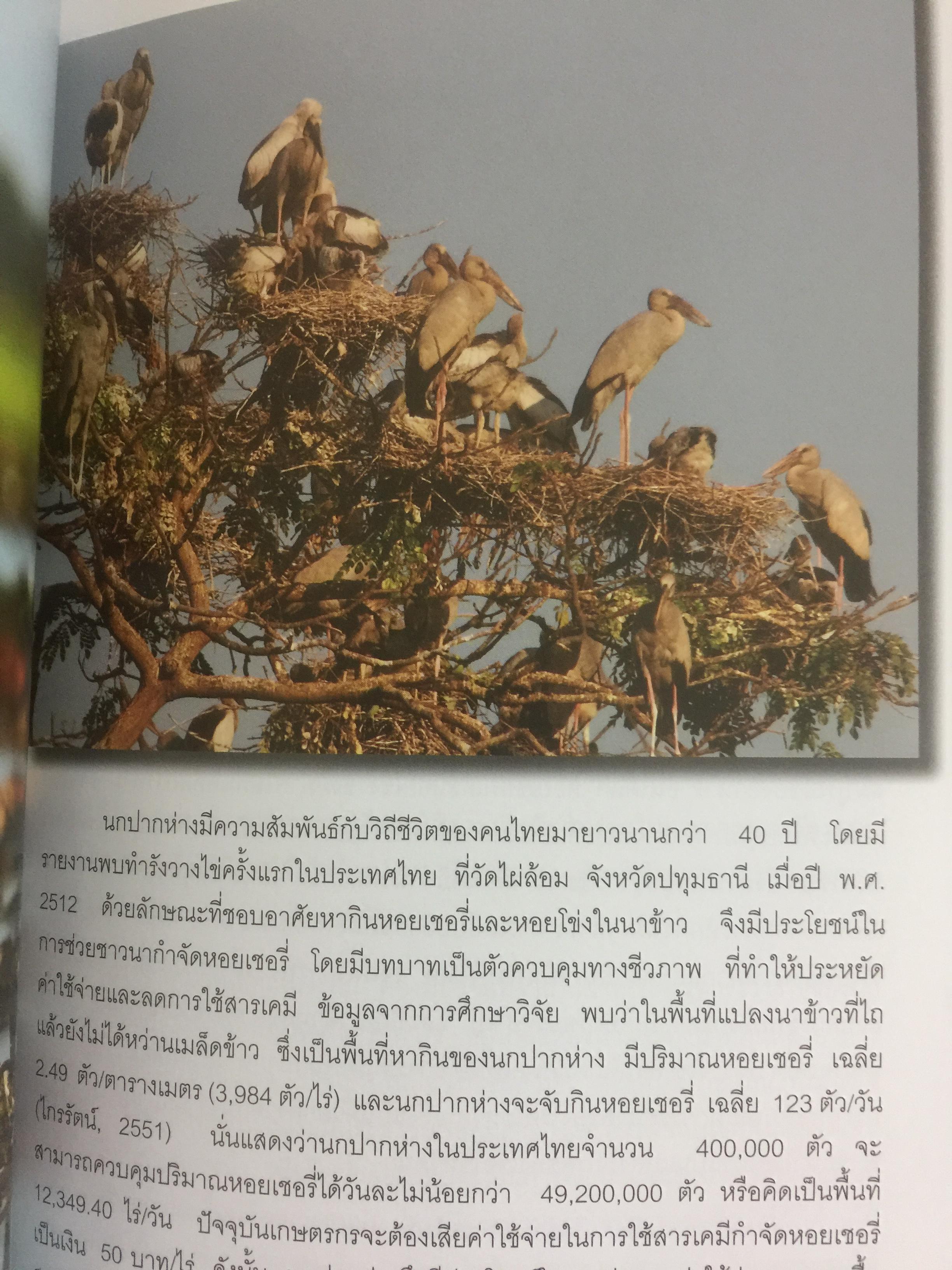 สาระความรู้ นกปากห่าง ในประเทศไทย. ผู้เขียน ไกรรัตน์ เอี่ยมอำไพและคณะ 0 กก.
