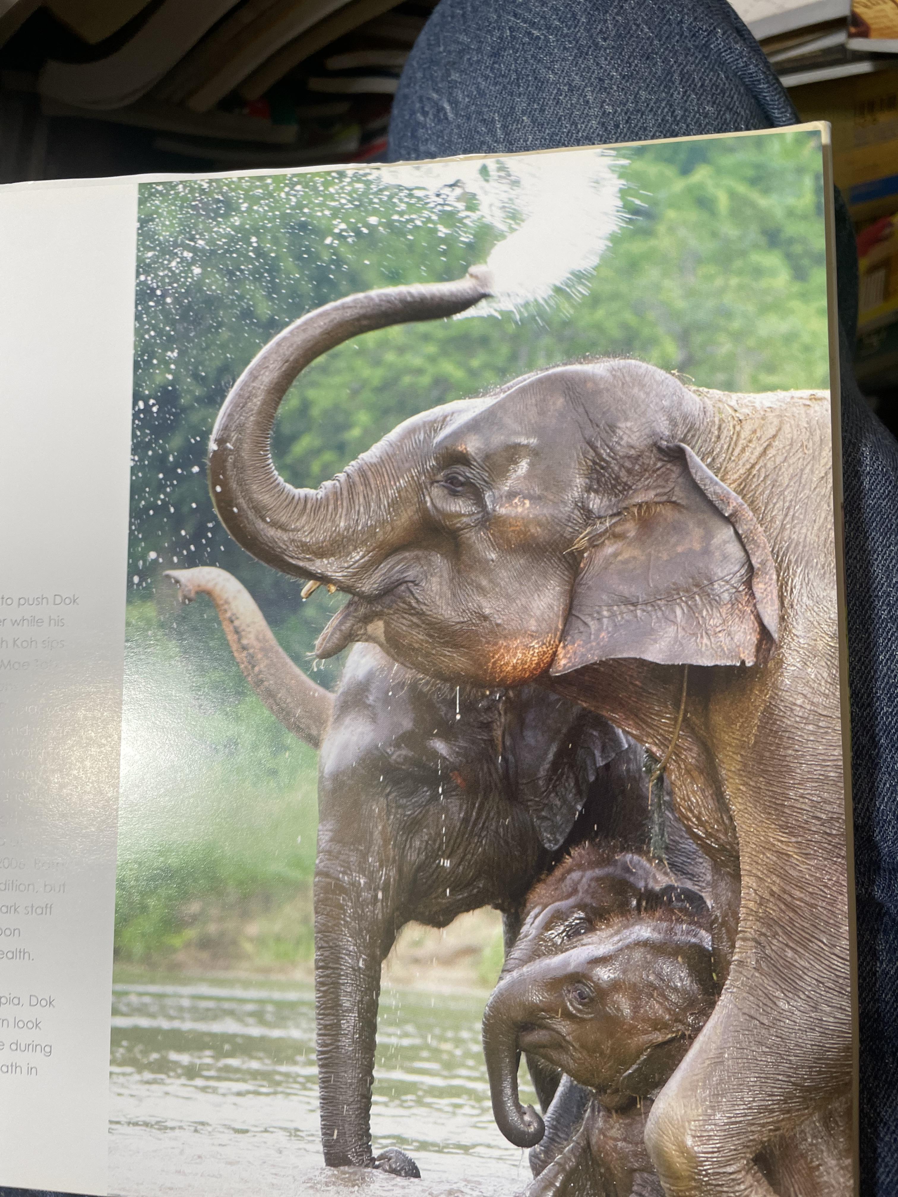 Elephants Living in Sanctuary 3 กก.