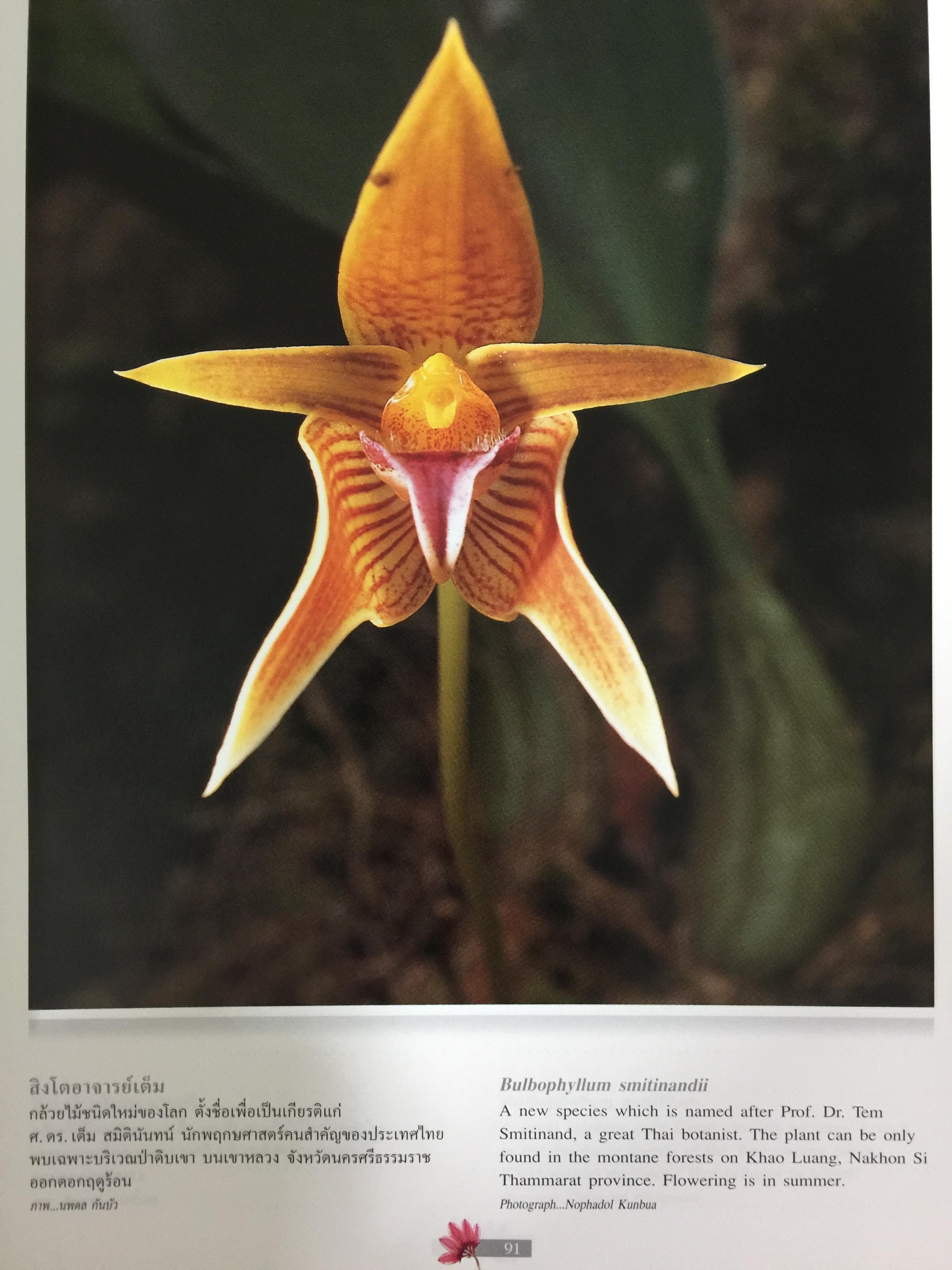 Wild Orchids of Thailand 0 กก.