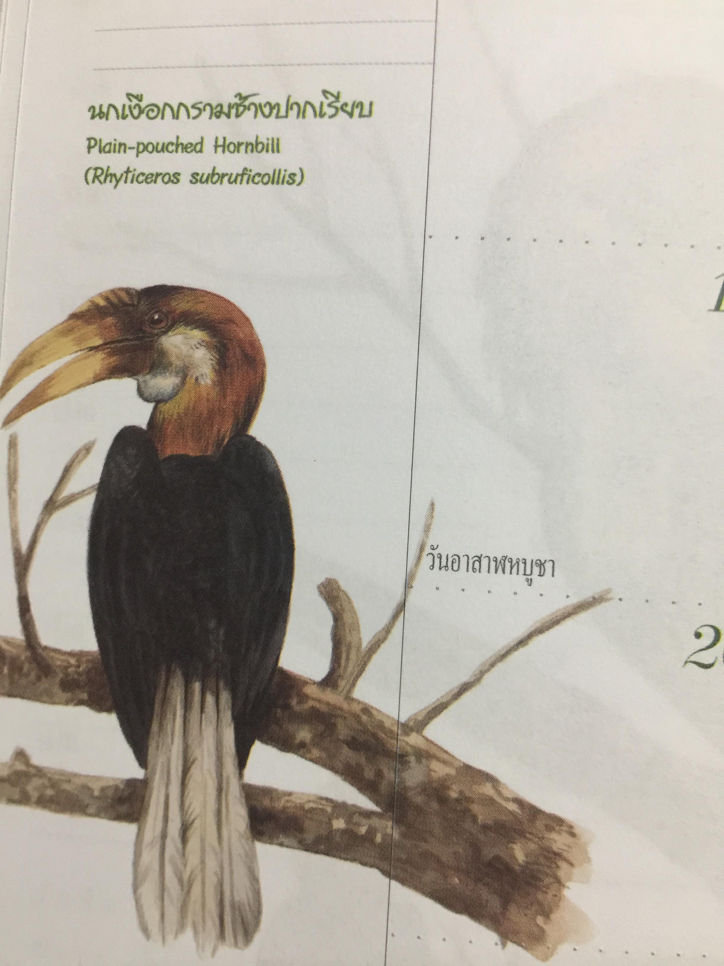 นกเงือกไทย. จากบันทึก 2546 ขององค์การค้าของคุรุสภา 1 กก.