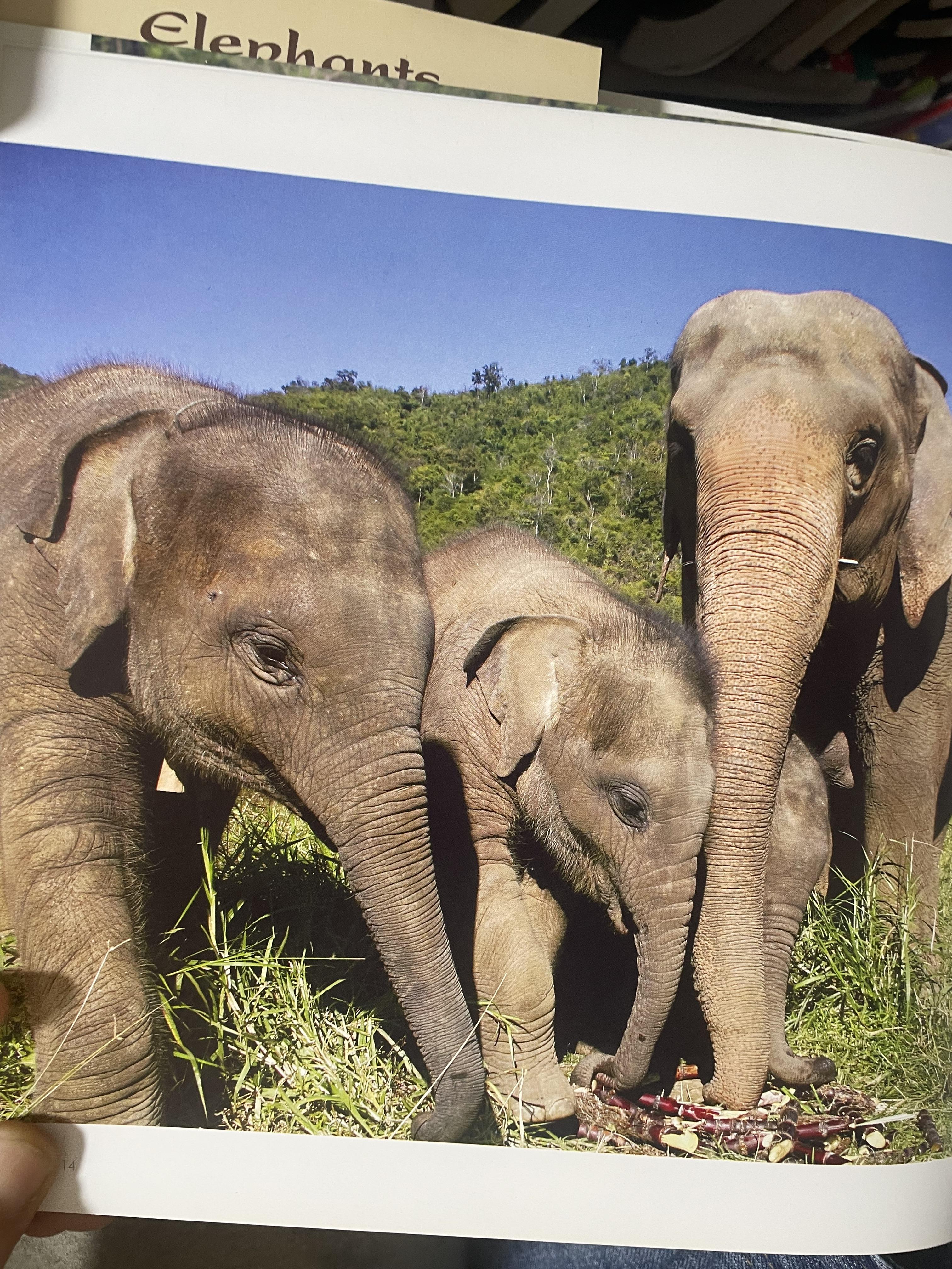 Elephants Living in Sanctuary 3 กก.