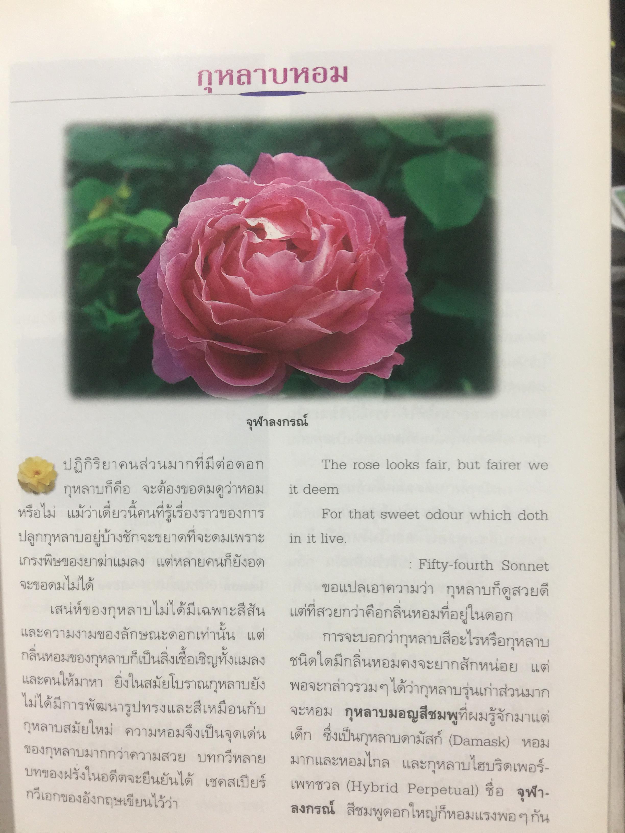 กุหลาบ. ผู้เขียน พจนา นาควัชระ 3 กก.