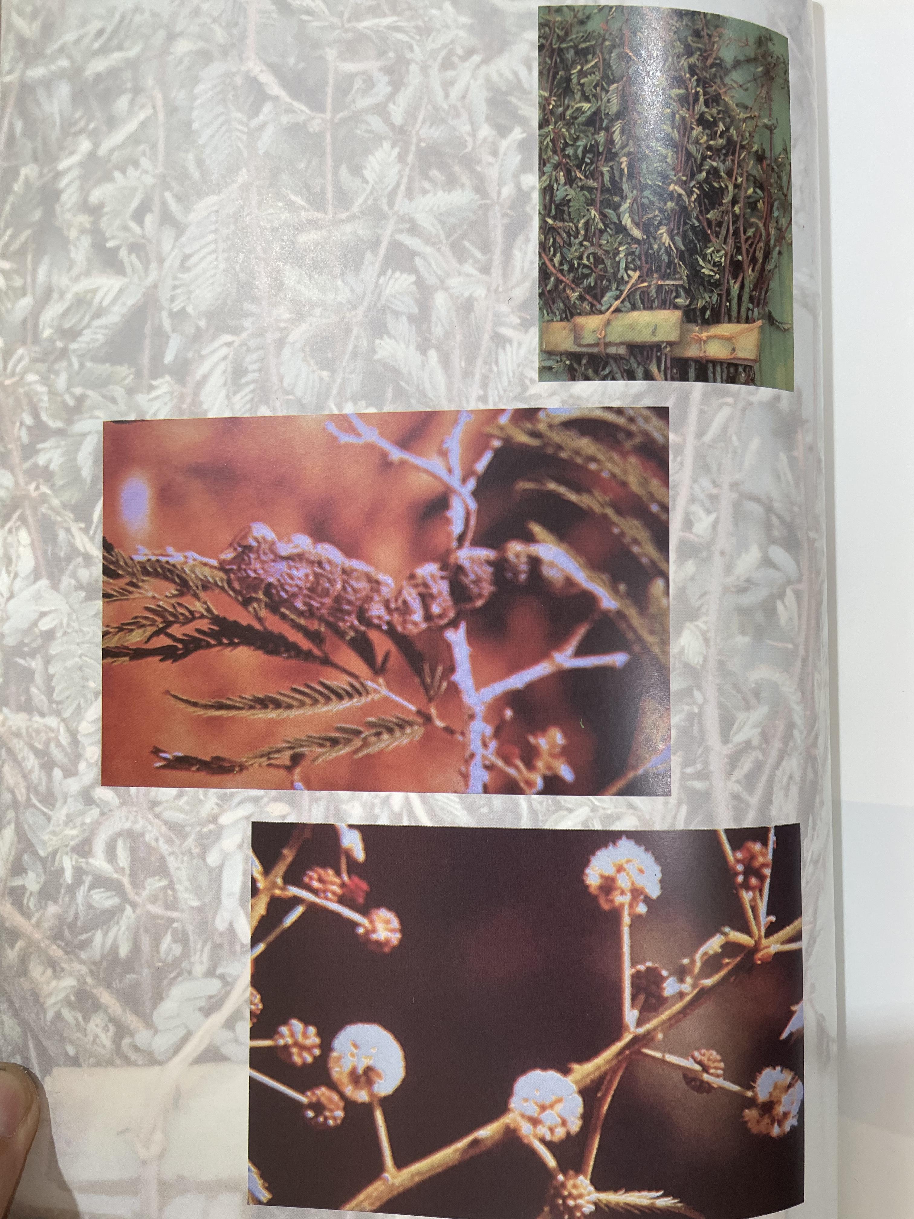 สมุนไพรกับวัฒนธรรมไทย ตอนที่ 1 ต้นไม้ตามทิศ จัดพิมพ์โดย สถาบันการแพทย์แผนไทย กรมการแพทย์ กระทรวงสาธารณสุข 0 กก.