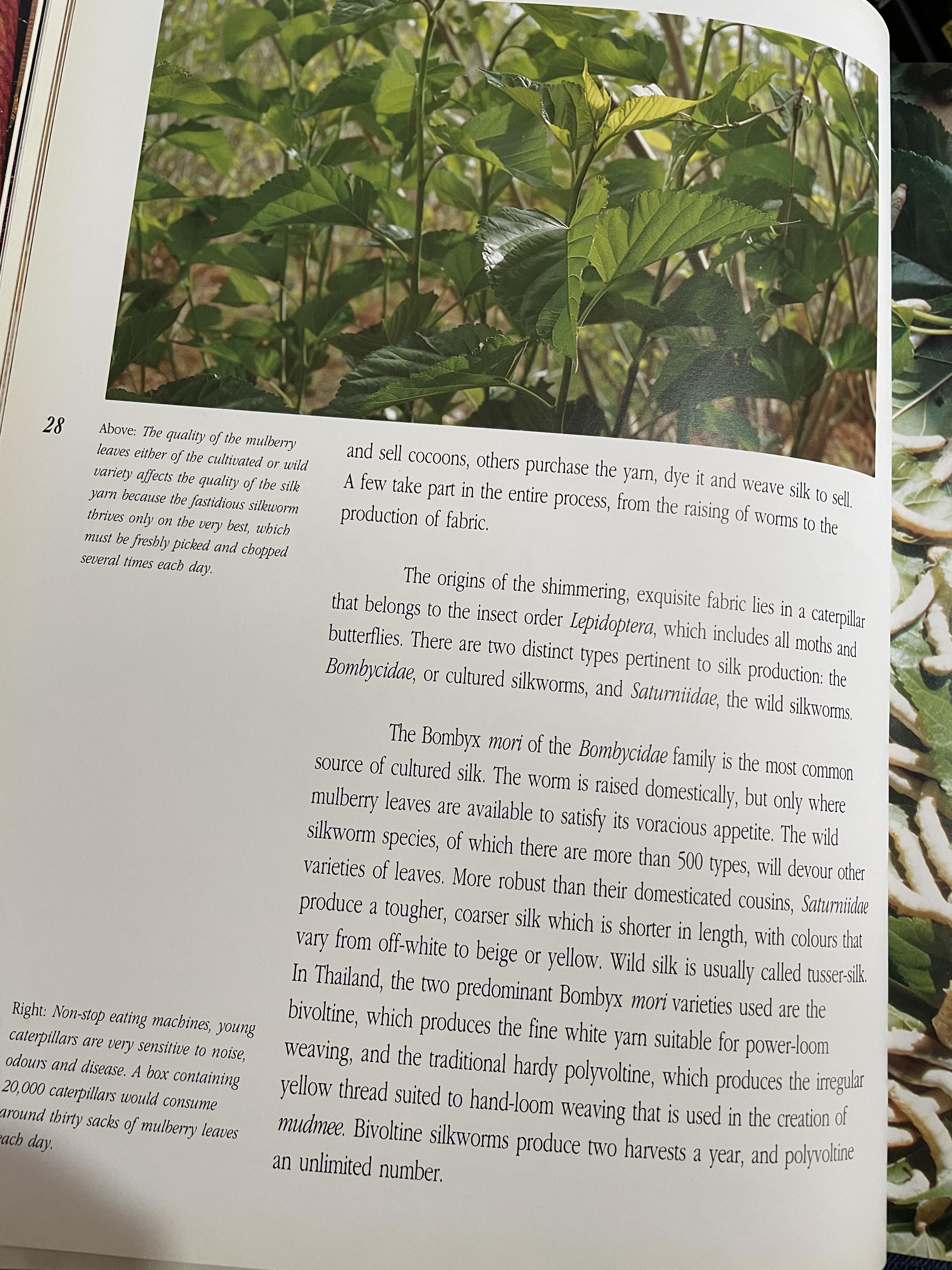 THAI. SILK. ผู้เขียน. JENNIFER SHARPLES. 6 กก.