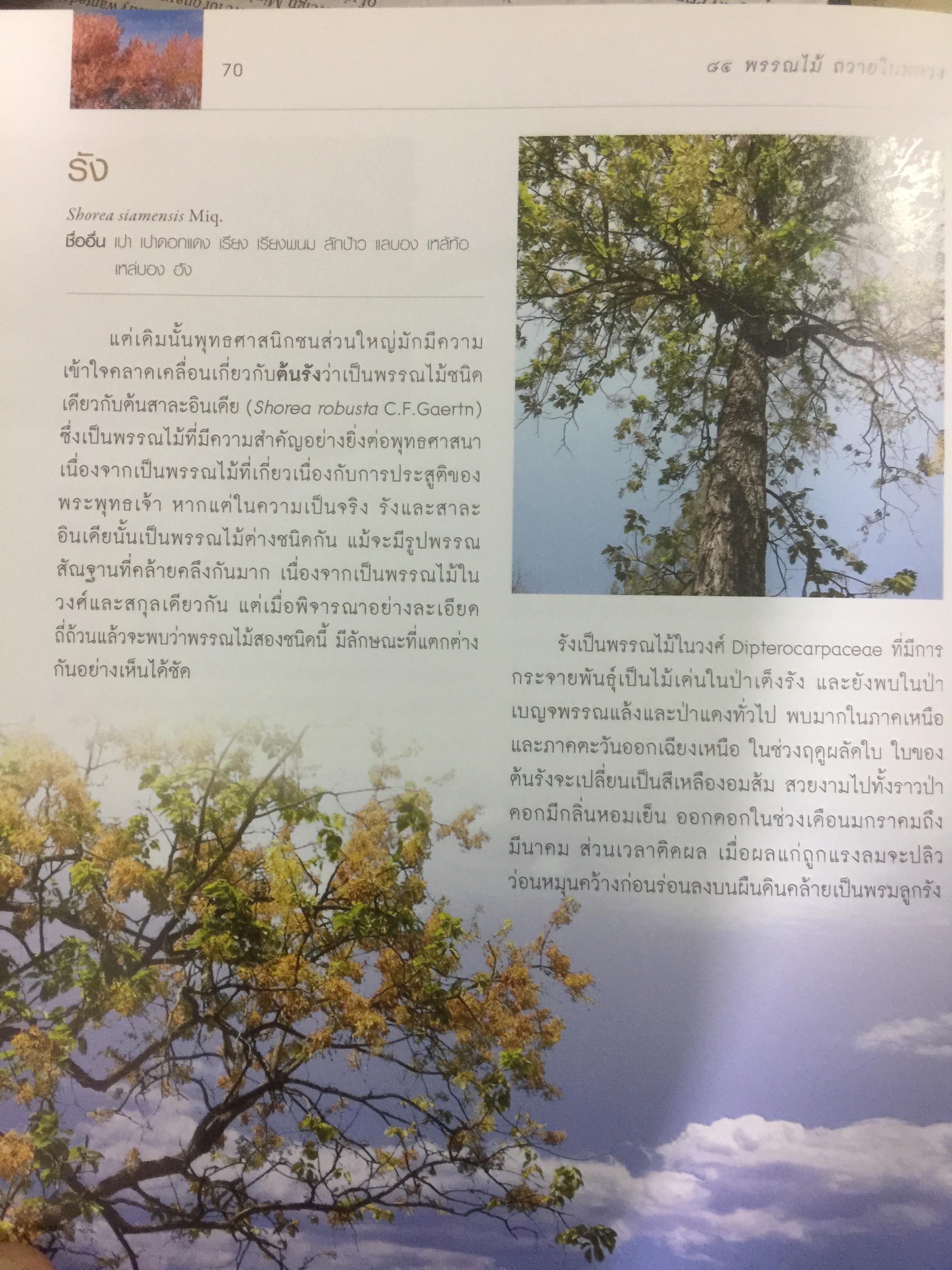 84 พรรณไม้ถวายในหลวง โครงการปลูกป่าถาวรเฉลิมพระเกียรติ จัดทำโดย บริษัท กสท โทรคมนาคม จำกัด (มหาชน) 0 กก.