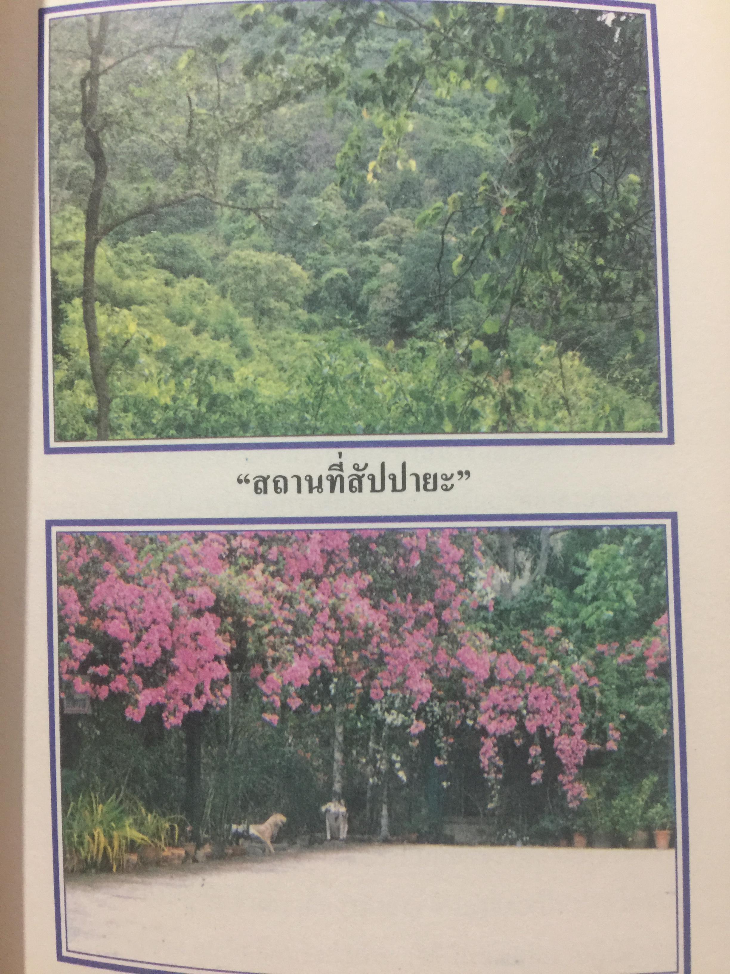เทคนิคและเคล็ดลับสุดยอด ของวิธีการทำสมาธิและวิปัสสนา ในพระพุทธศาสนา โดย ช่าง วี 1,500 กรัม