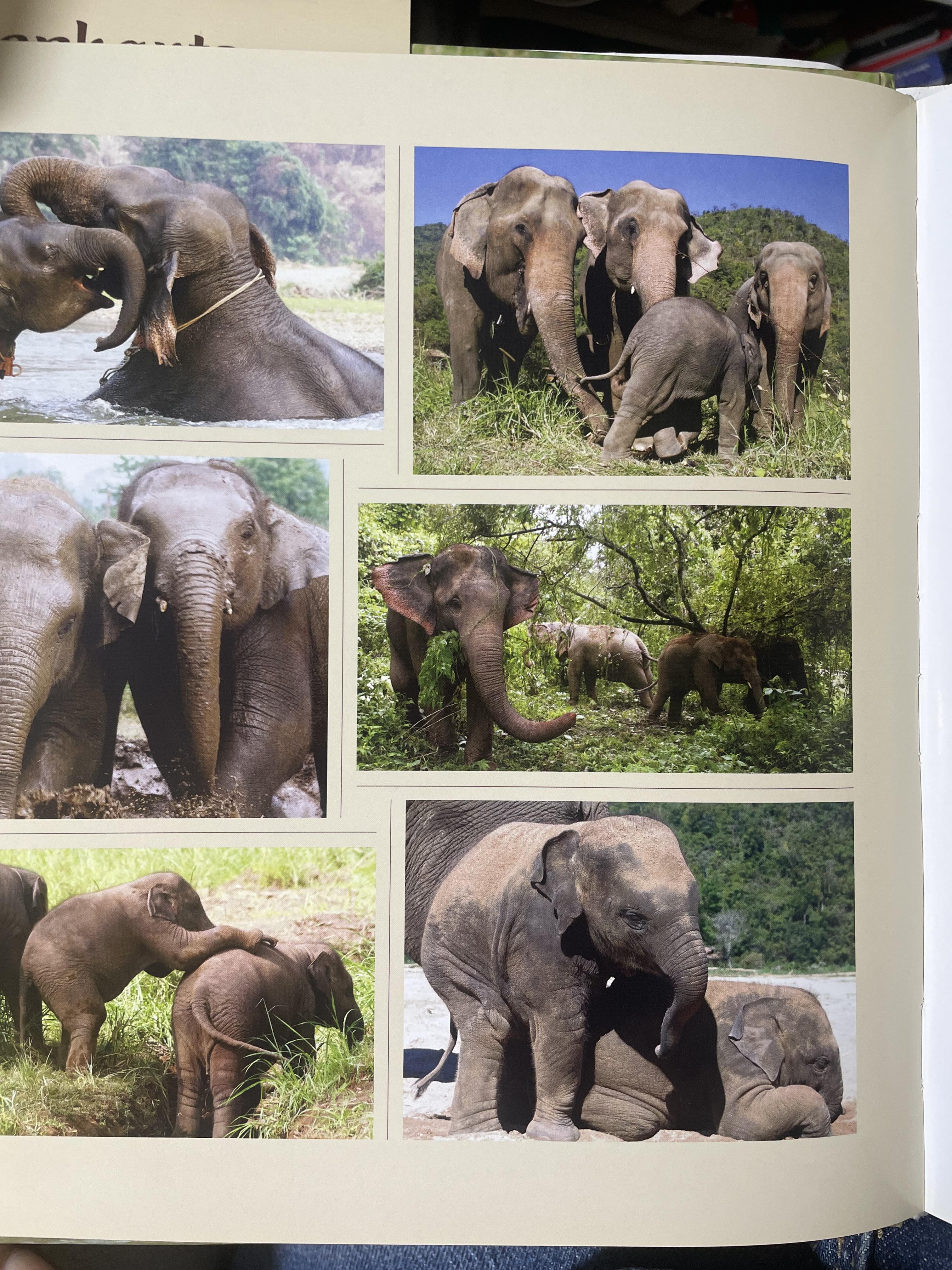 Elephants Living in Sanctuary 3 กก.