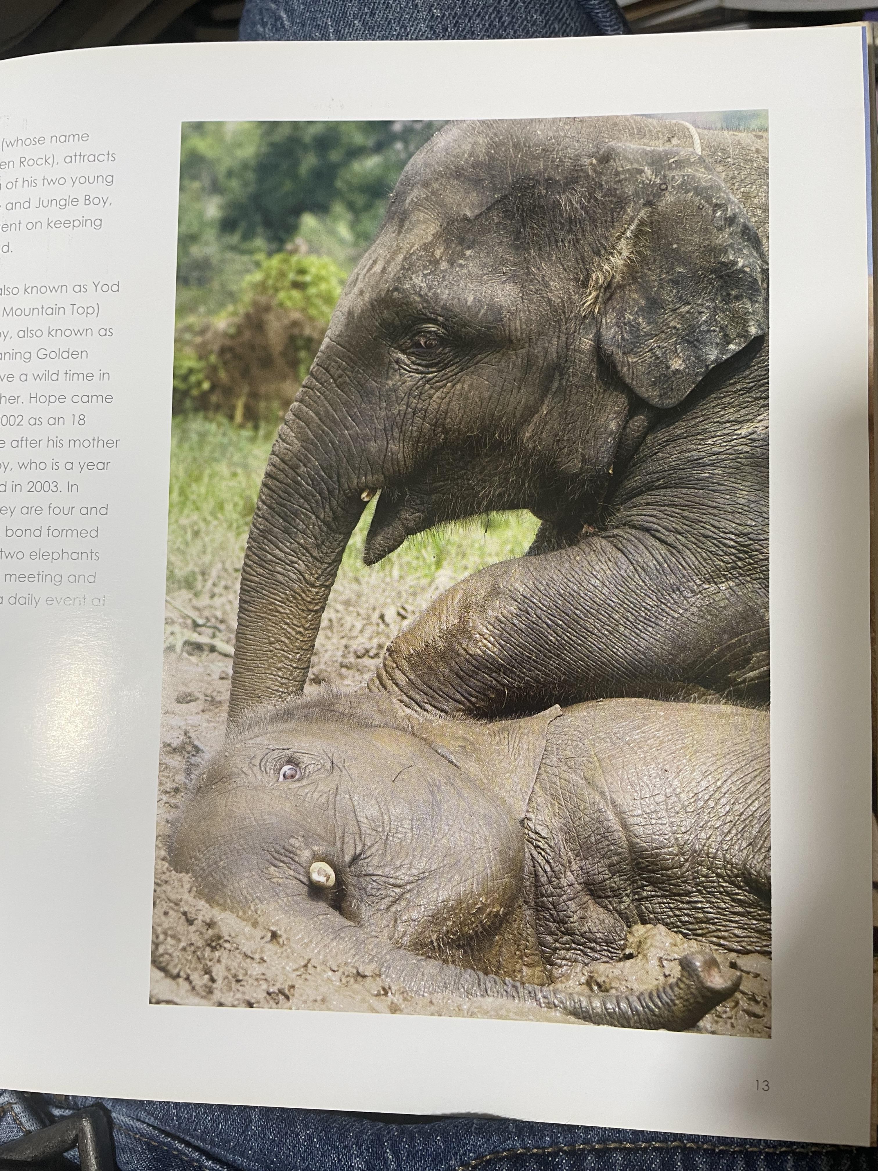 Elephants Living in Sanctuary 3 กก.