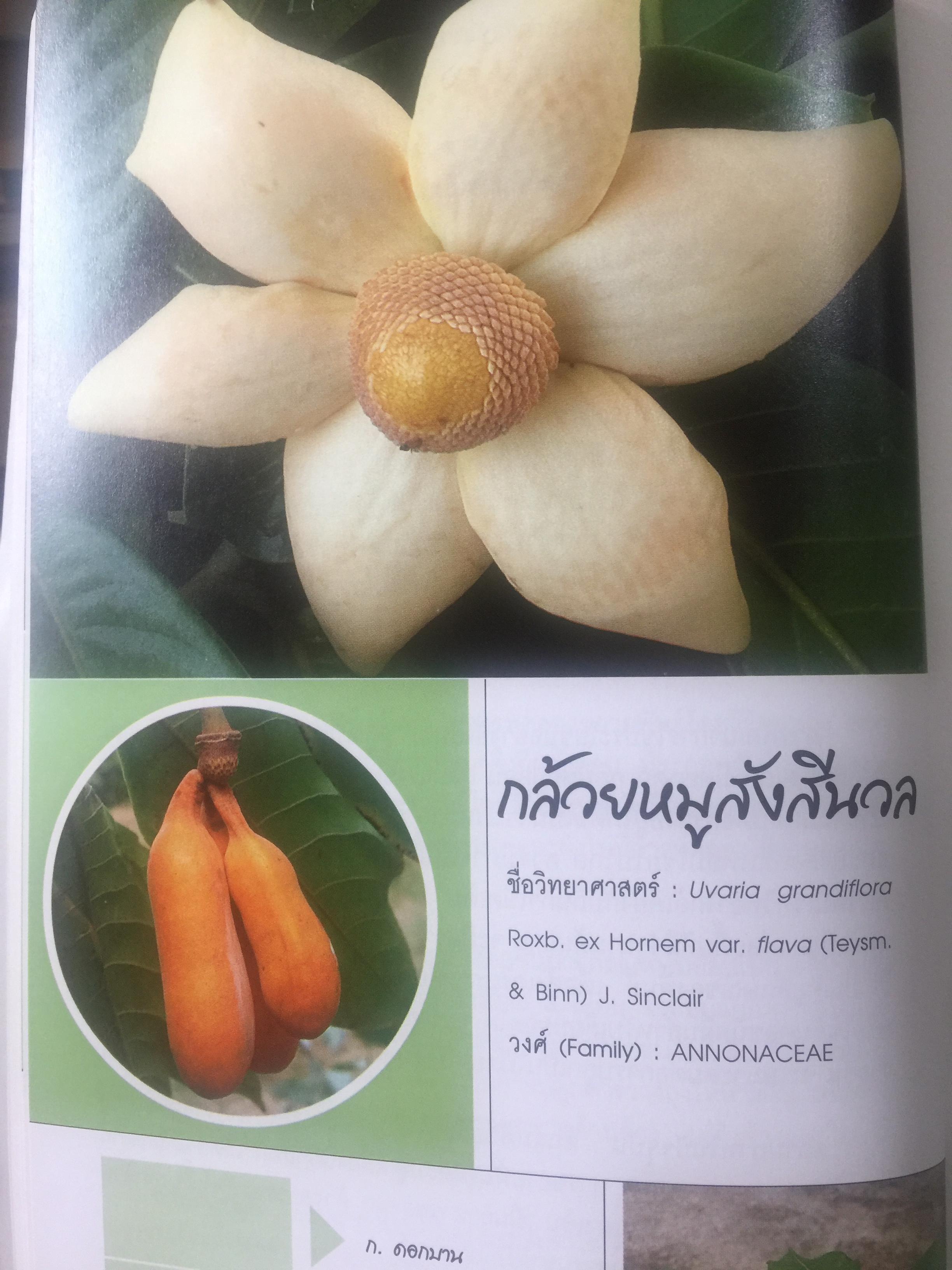 พรรณไม้ดอกหอมพื้นเมือง. ที่หายากและใกล้สูญพันธุ์ในประเทศไทย. ผู้เขียน ดร.ปิยะ เฉลิมกลิ่น 0 กก.