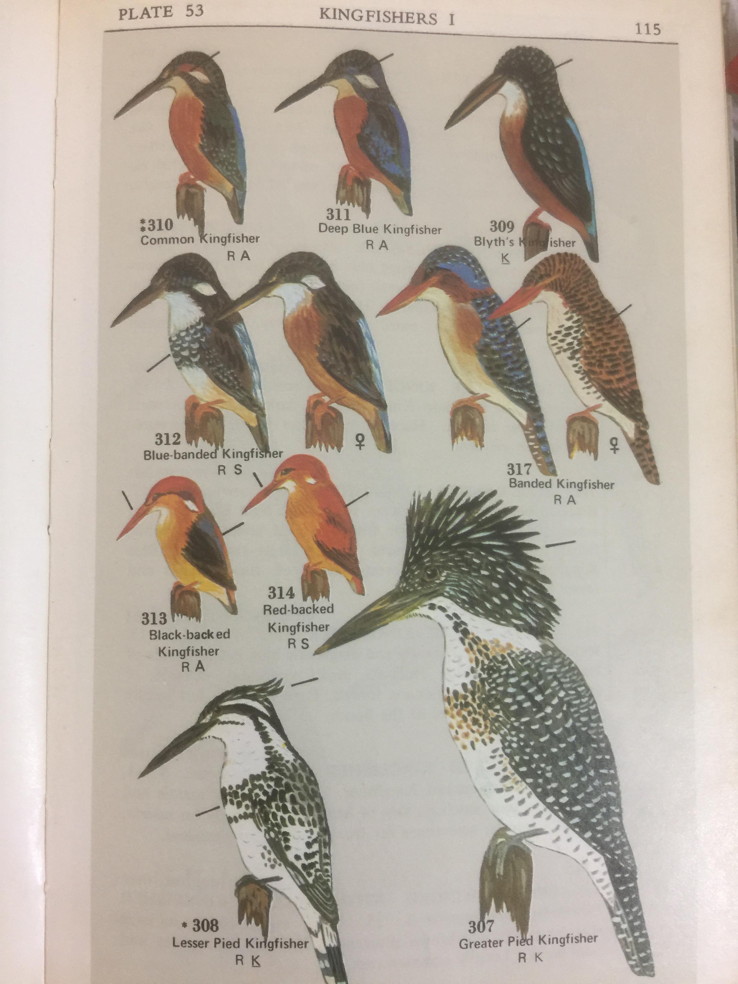 BIRDS GUIDE OF THAILAND ผู้เขียน บุญส่ง เลขกุล กับ🌶Edward W.Cronin Jr 0 กก.