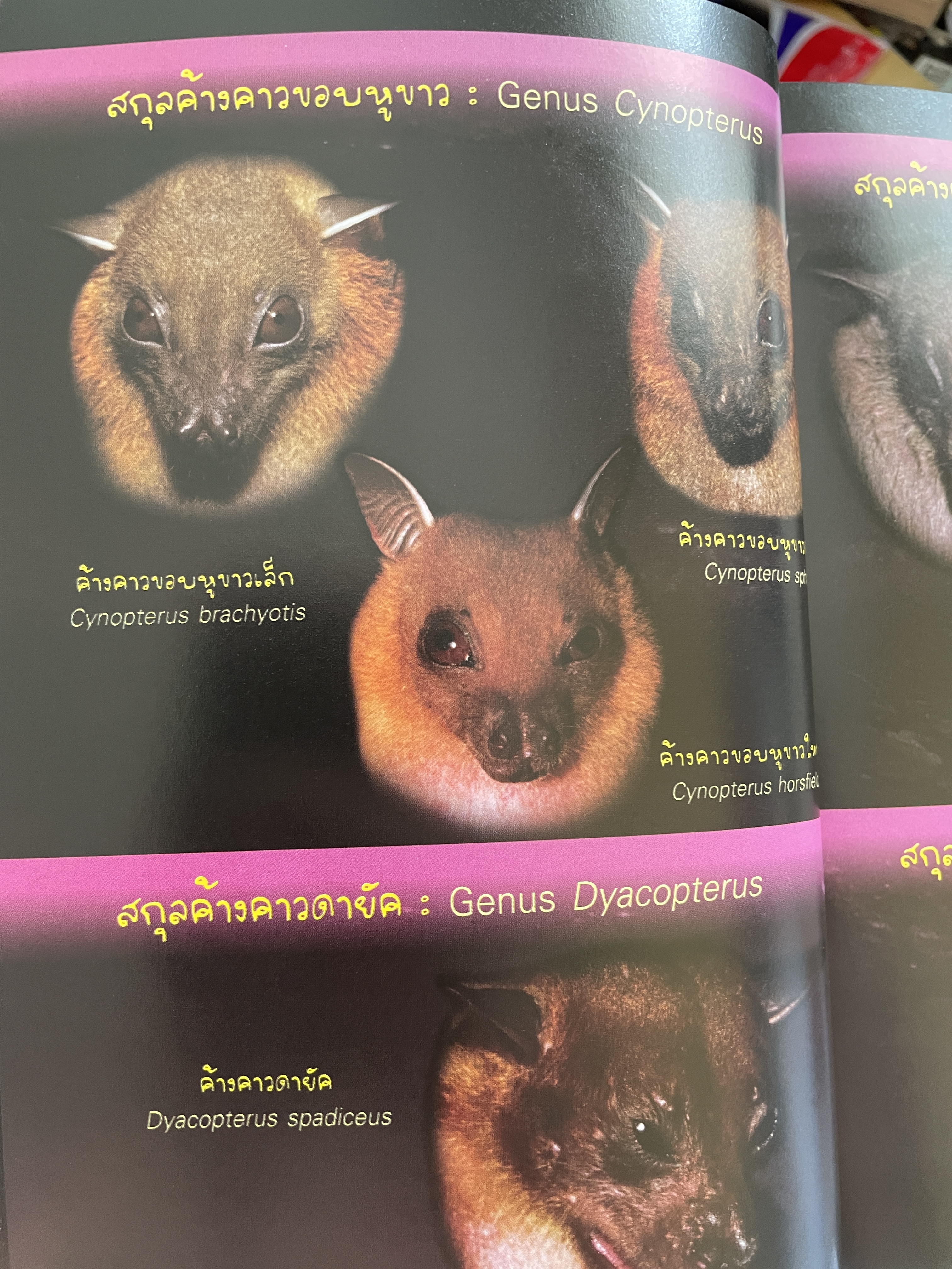 ค้างคาว ในถ้ำของเมืองไทย Cave-Dwelling Bats of. Thailand. จัดทำโดย กลุ่มงานวิจัยสัตว์ป่า สำนักอนุรักษ์สัตว์ป่า กรมอุทยานแห่งชาติ สัตว์ป่า และพันธุ์พืช 1,500 กรัม